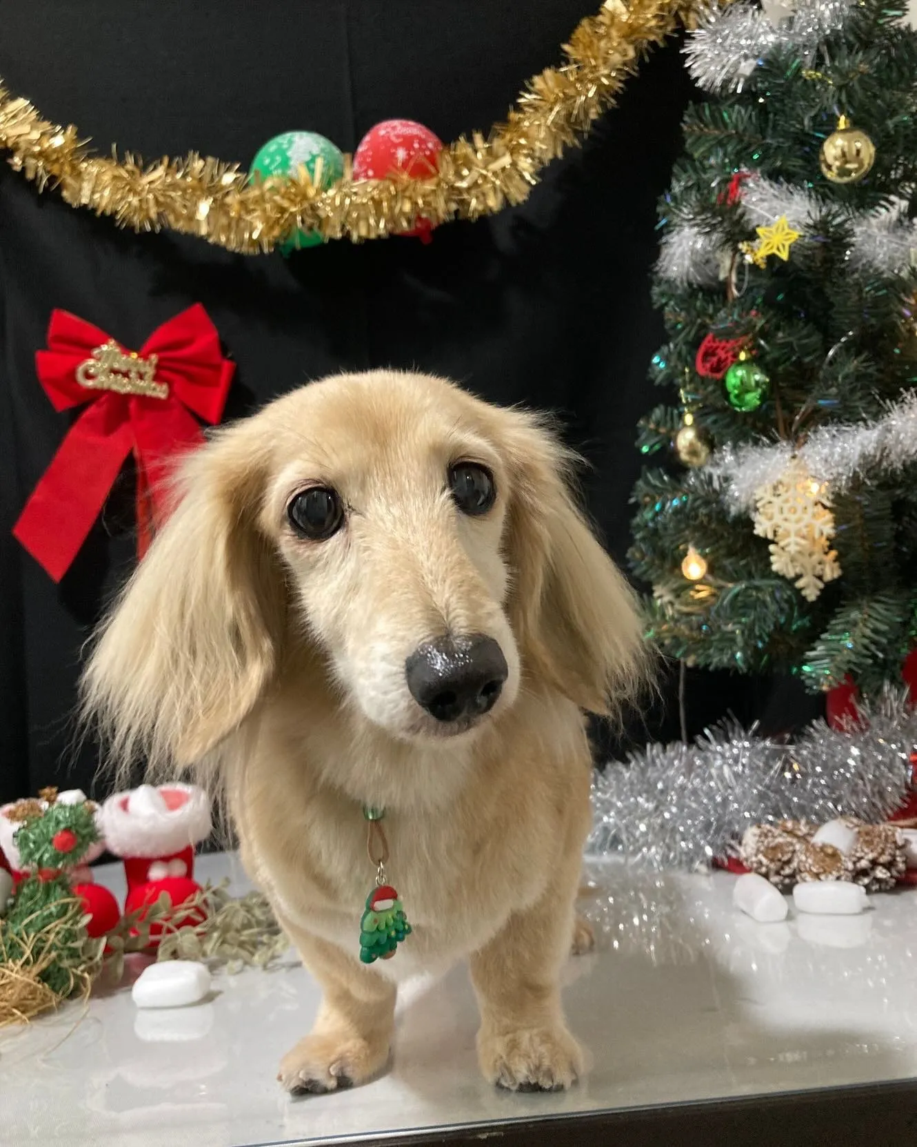 トリミングのセットメニューをご利用頂いたわんこたち🐾