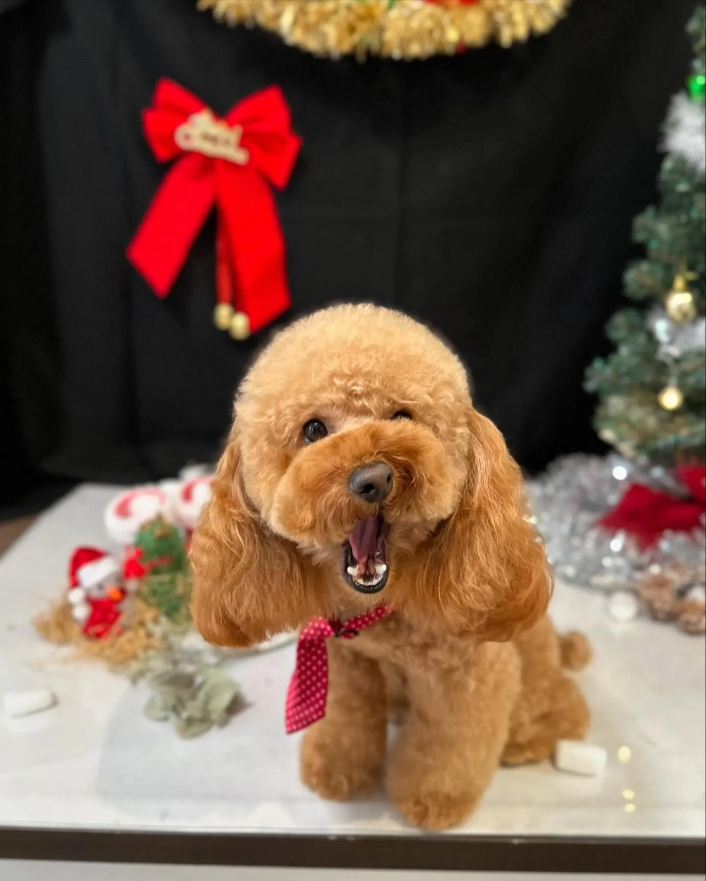 トリミングのセットメニューをご利用頂いたわんこたち🐾