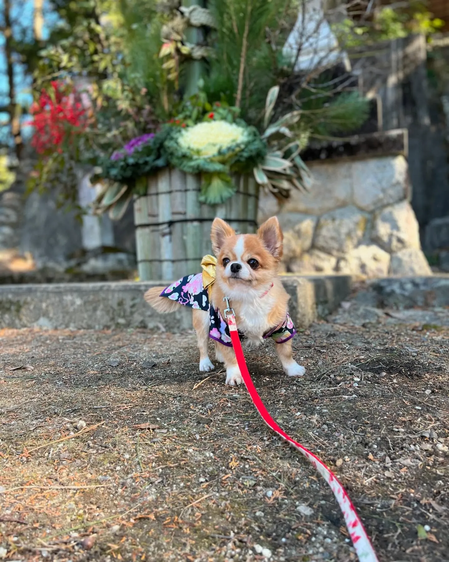 あけましておめでとうございます🎍㊗️