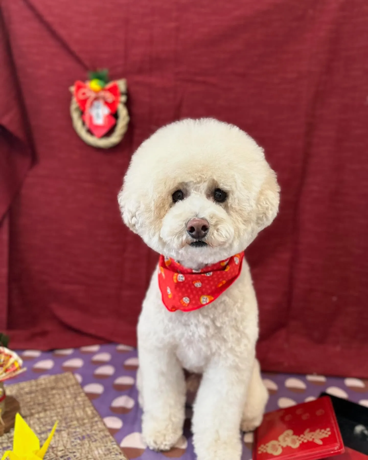 トリミングのセットメニューをご利用頂いたわんこたちです🐾