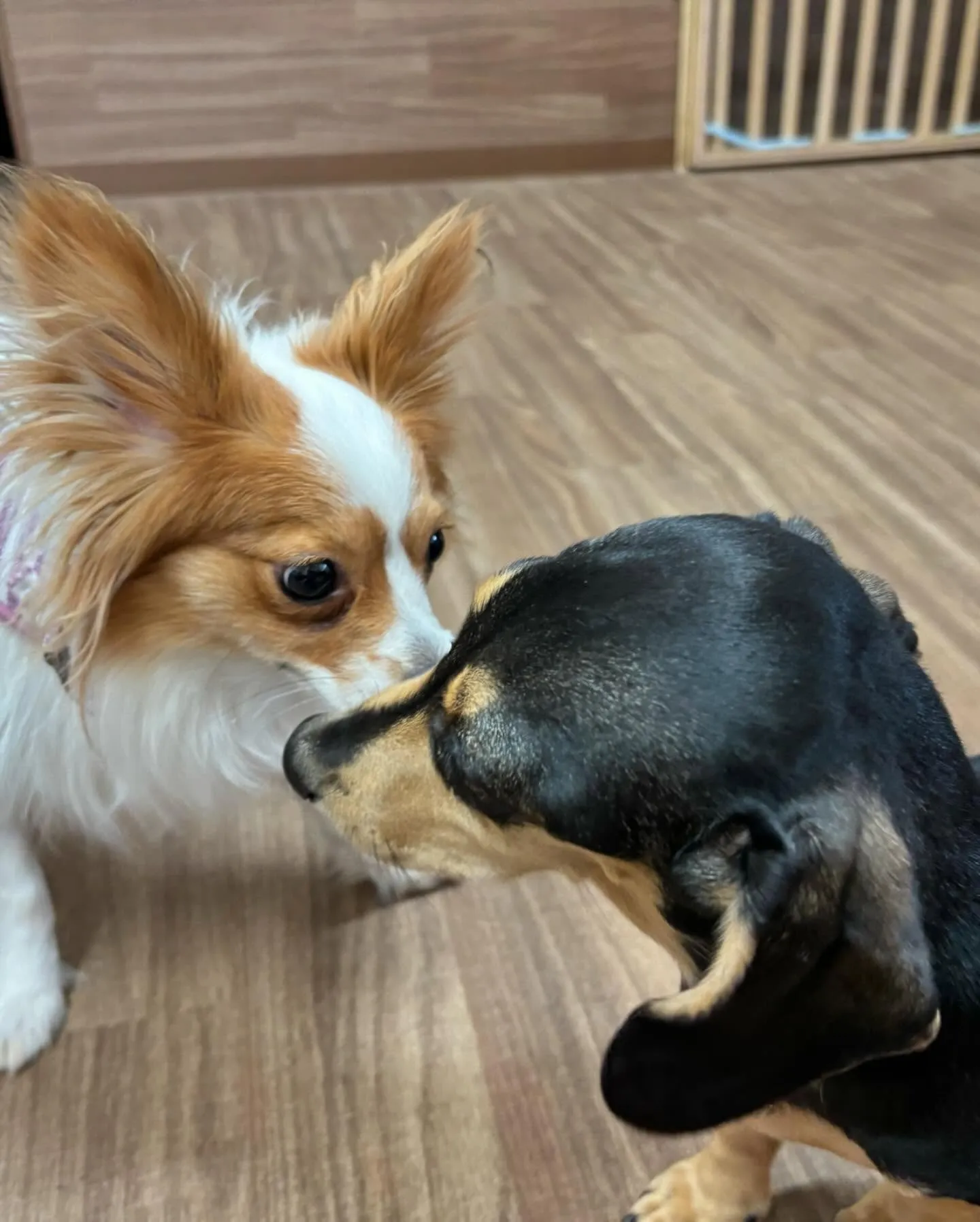 トリミングのセットメニューをご利用頂いたわんこたちです🐾