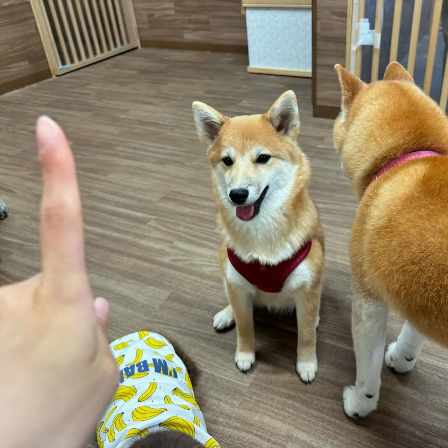 入会してくれたチャイちゃんです🎶