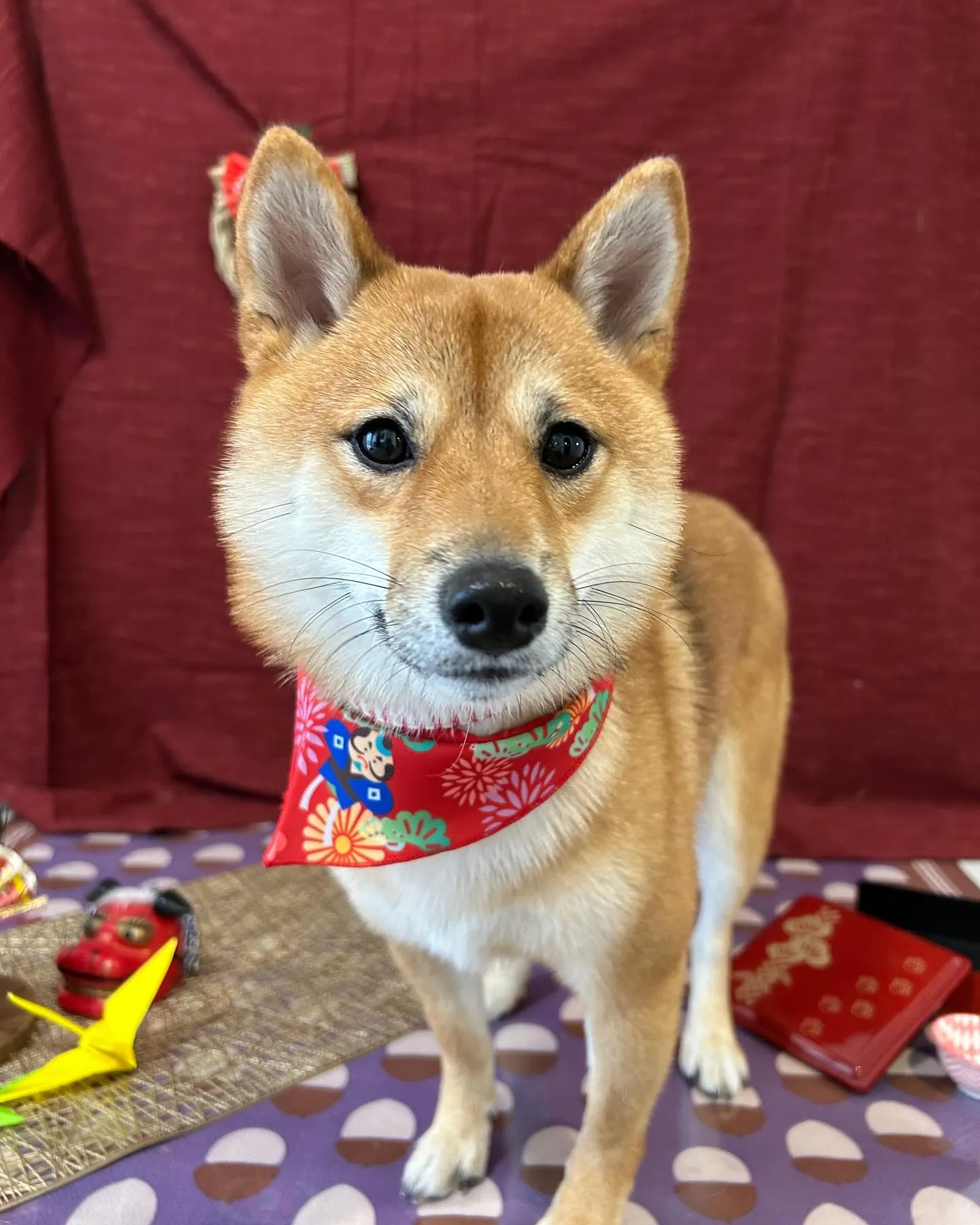 トリミングのセットメニューをご利用頂いたわんこさんたち🐾