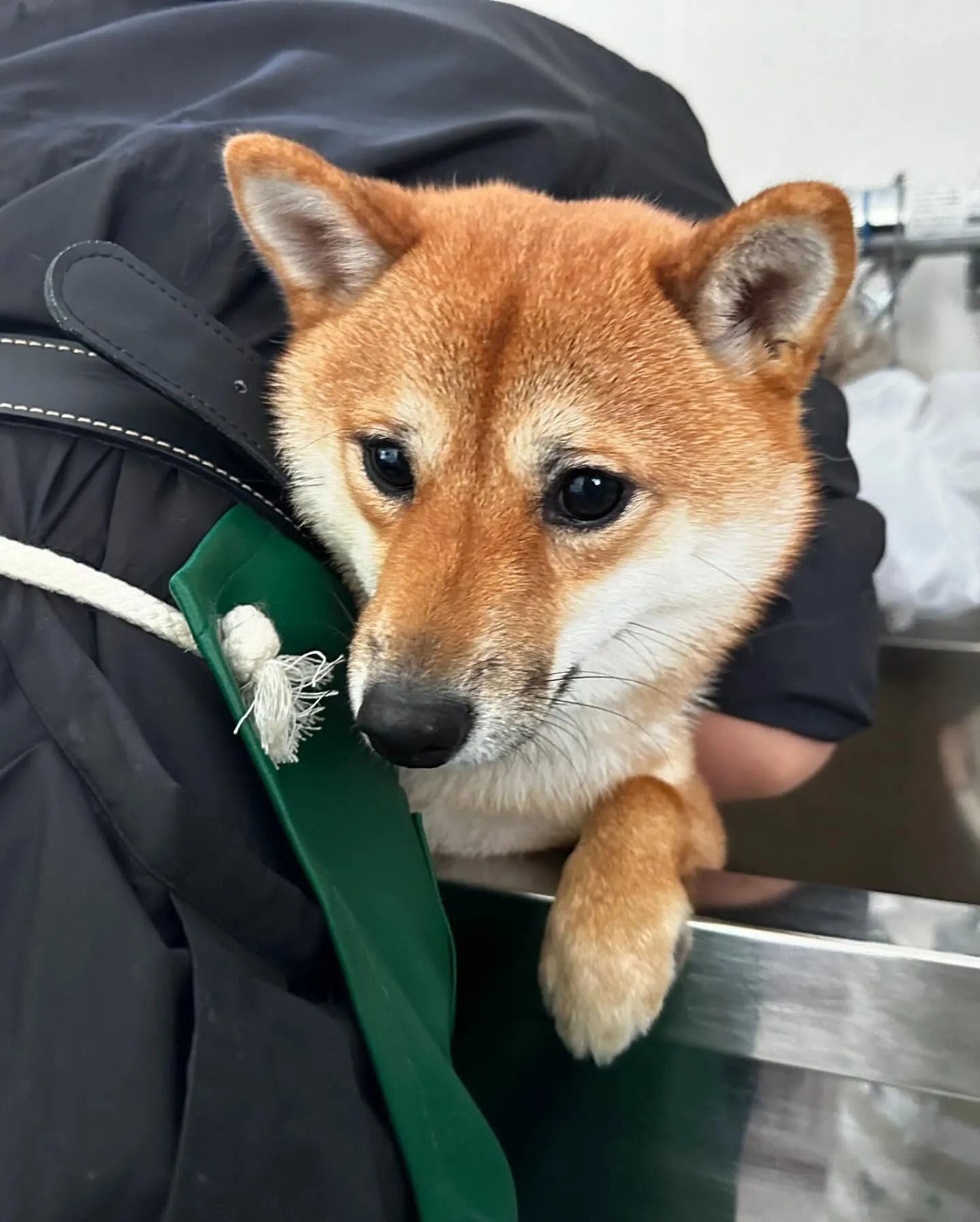 トリミングのセットメニューをご利用頂いたわんこさんたち🐾