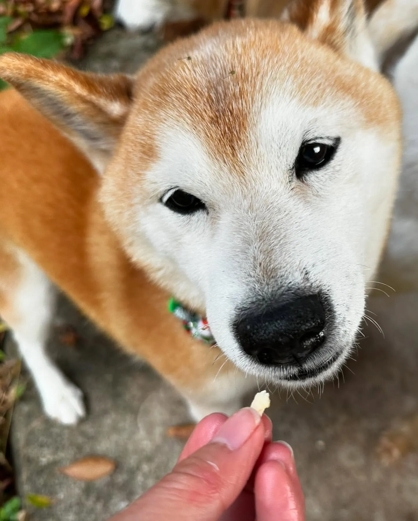 トリミングのセットメニューをご利用頂いたわんこさんたち💖