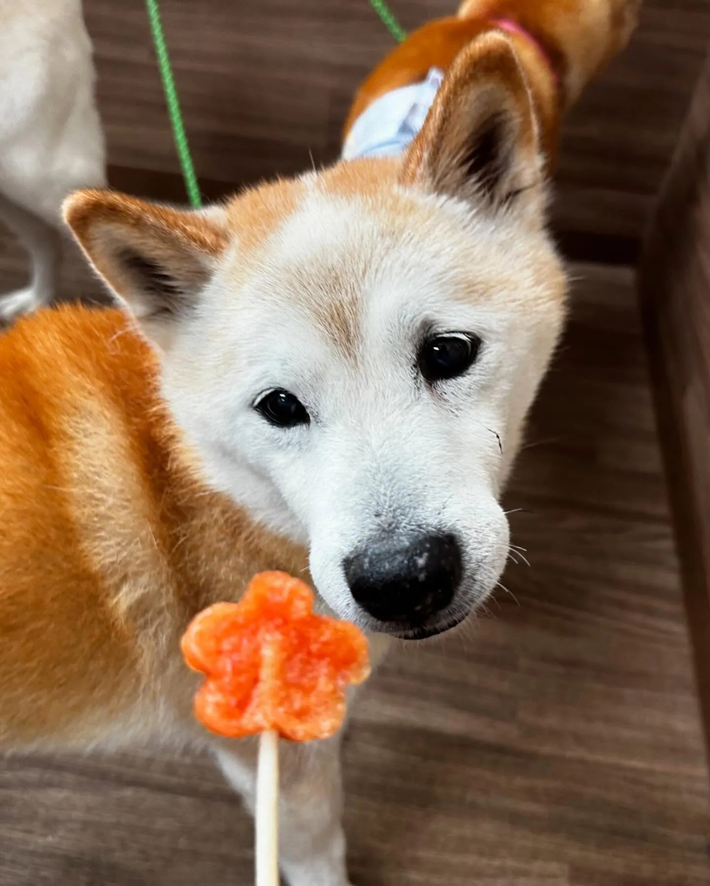 トリミングのセットメニューをご利用頂いたわんこさんたち💖