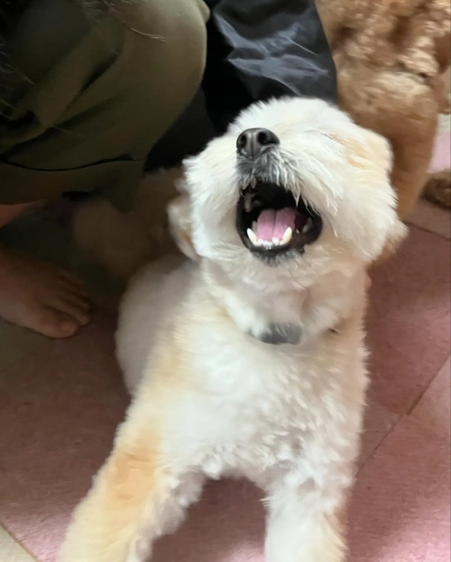 トリミングのセットメニューをご利用頂いたわんこたちです🎶