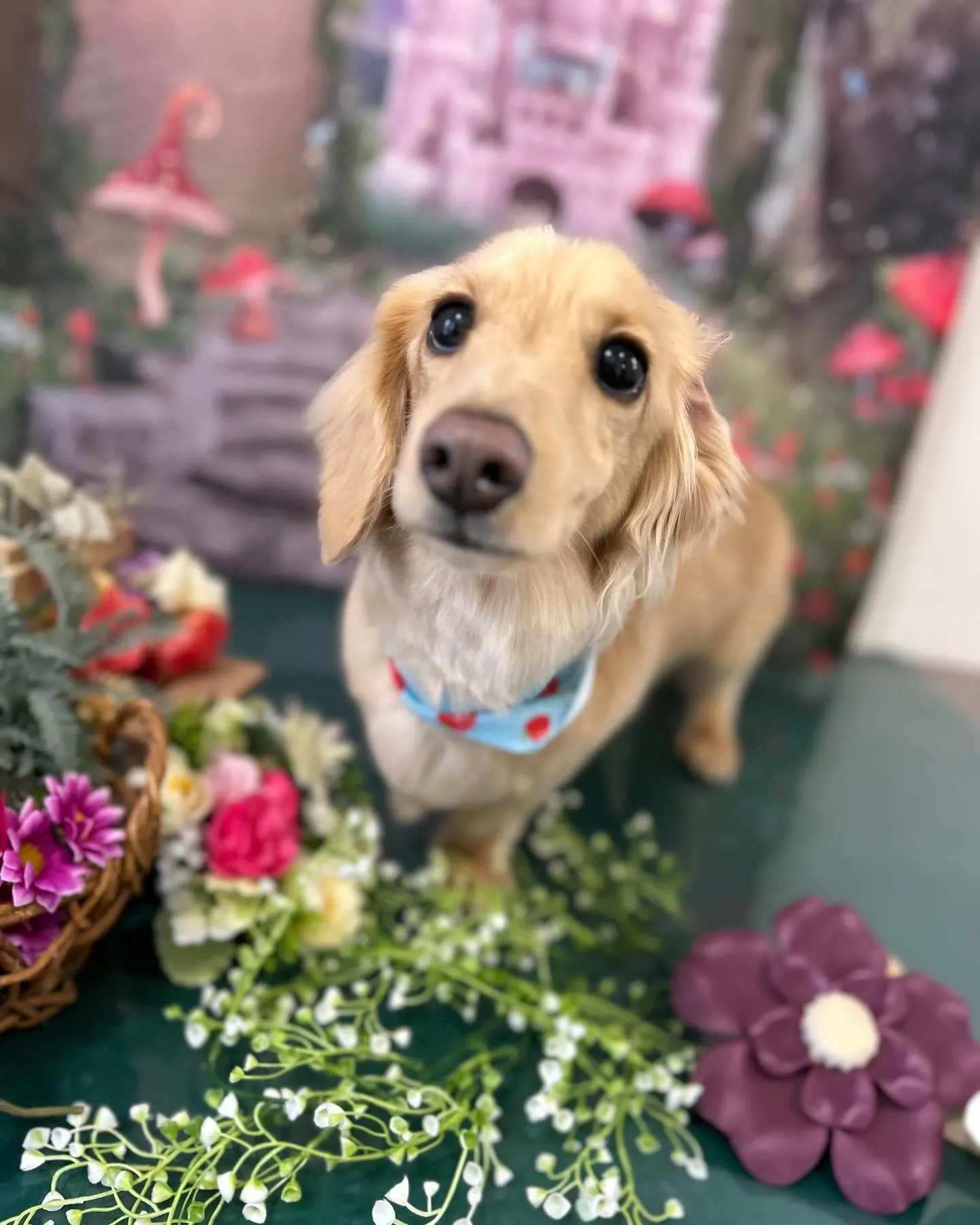 トリミングのセットメニューをご利用頂いたわんこたちです🎶