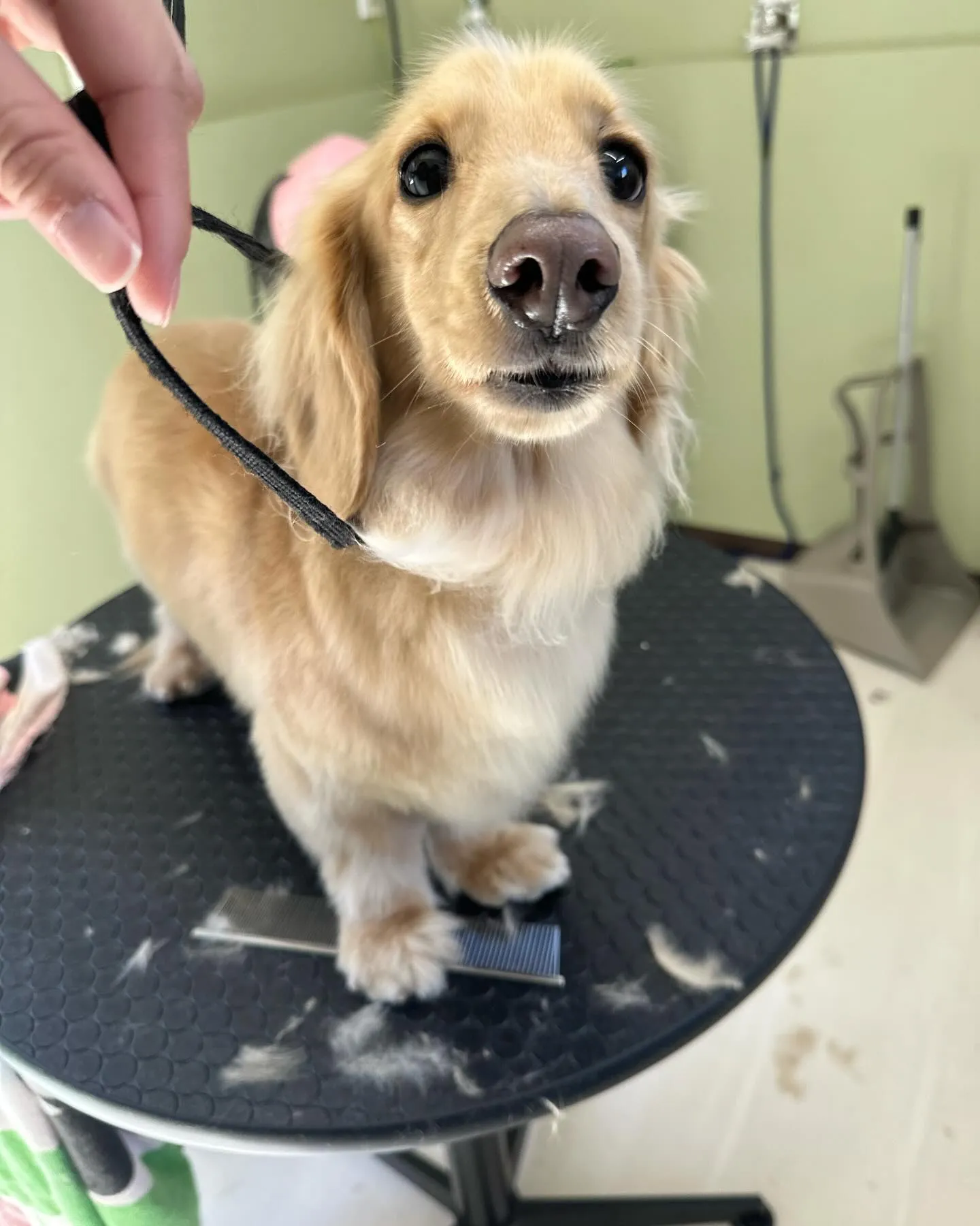 トリミングのセットメニューをご利用頂いたわんこたちです🎶