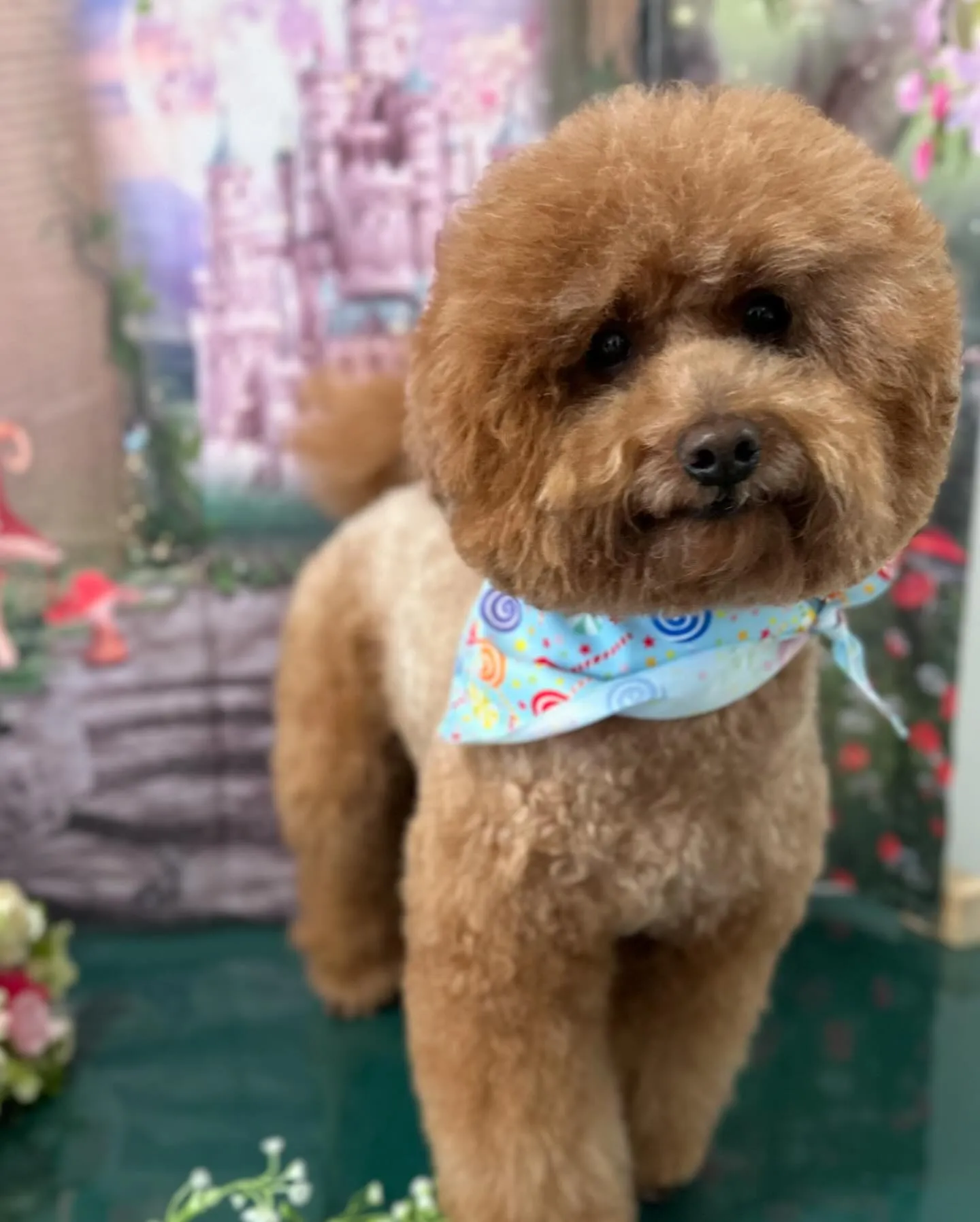 トリミングのセットメニューをご利用頂いたわんこたちです🎶