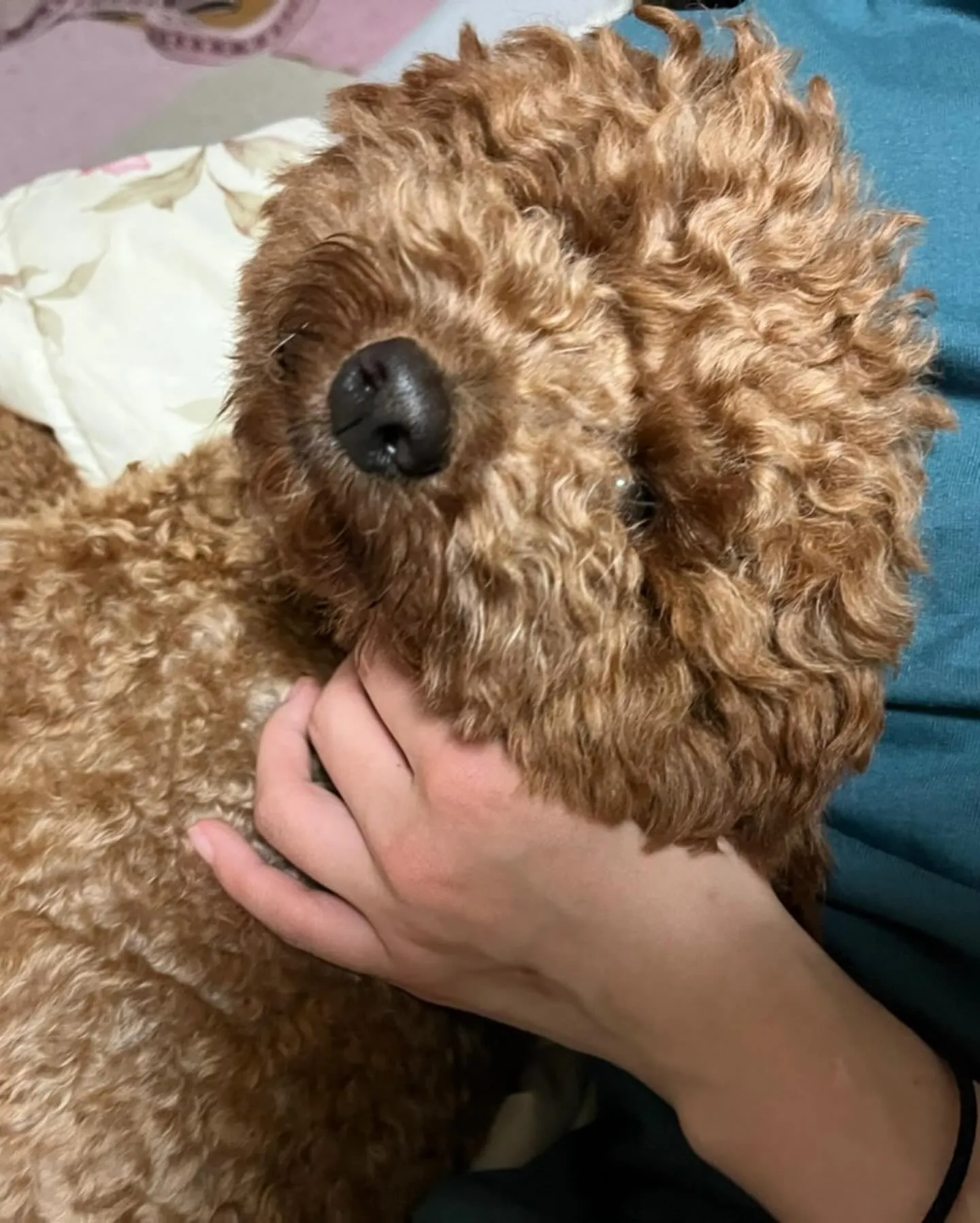 トリミングのセットメニューをご利用頂いたわんこたちです🎶