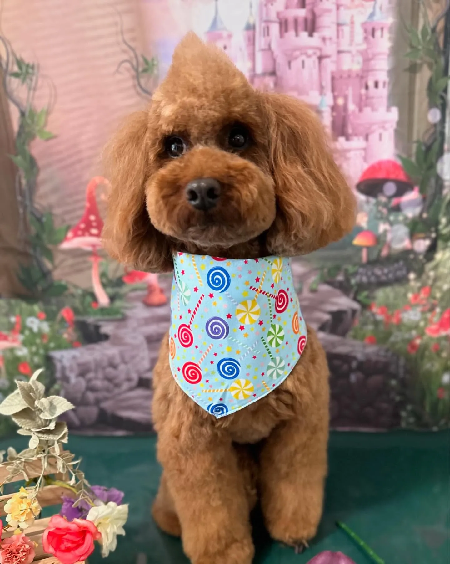 トリミングのセットメニューをご利用頂いたわんこたちです🎶