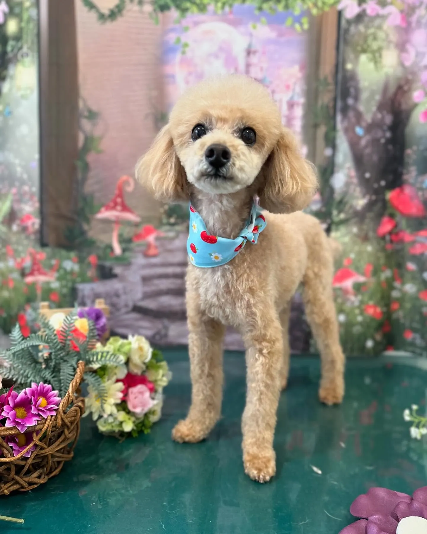 トリミングのセットメニューをご利用頂いたわんこたちです🎶