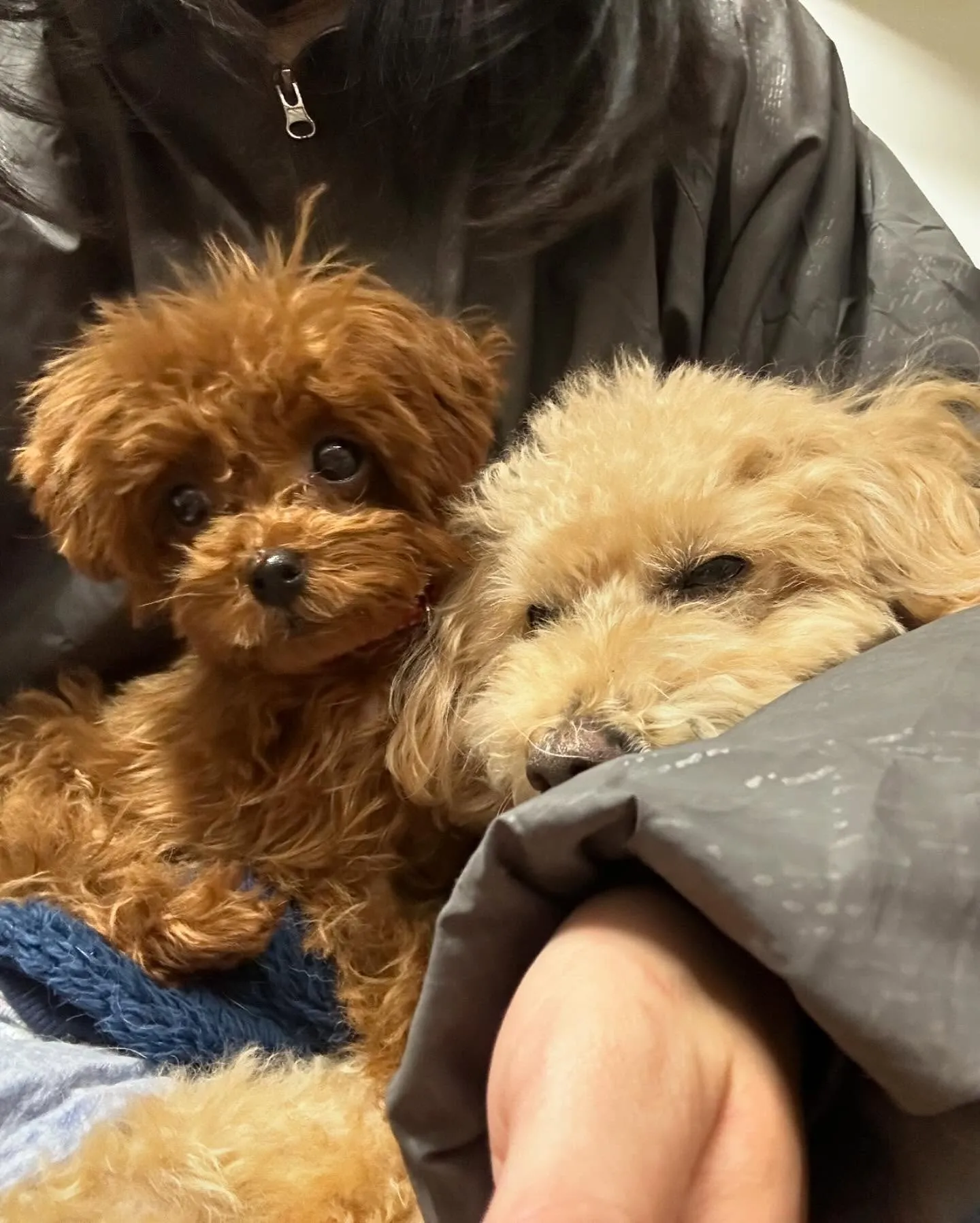 トリミングのセットメニューをご利用頂いたわんこたちです🎶