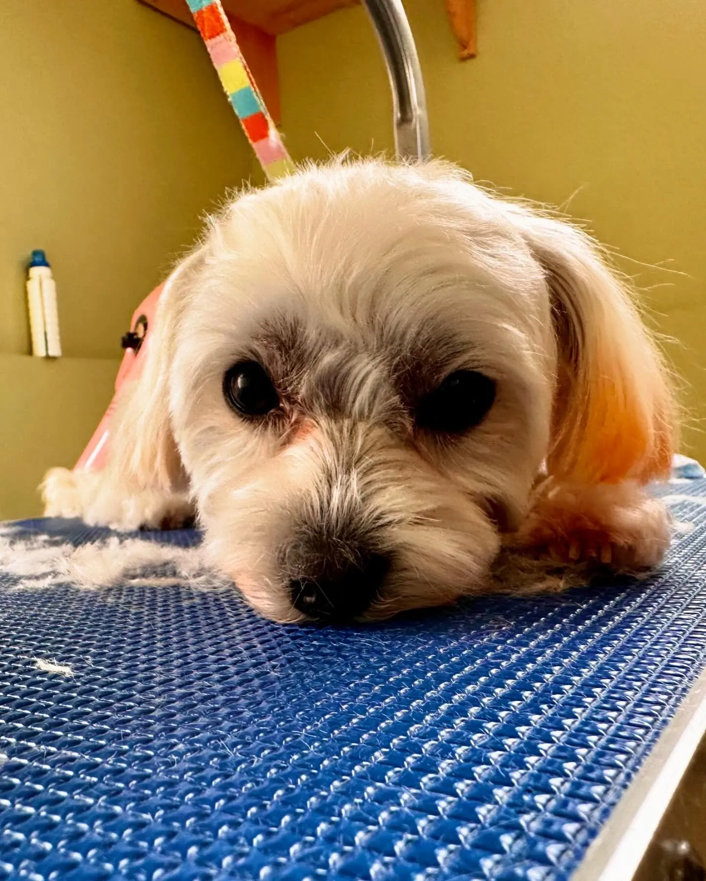 先月アップしきれなかったトリミングわんこさんたち✨✂️