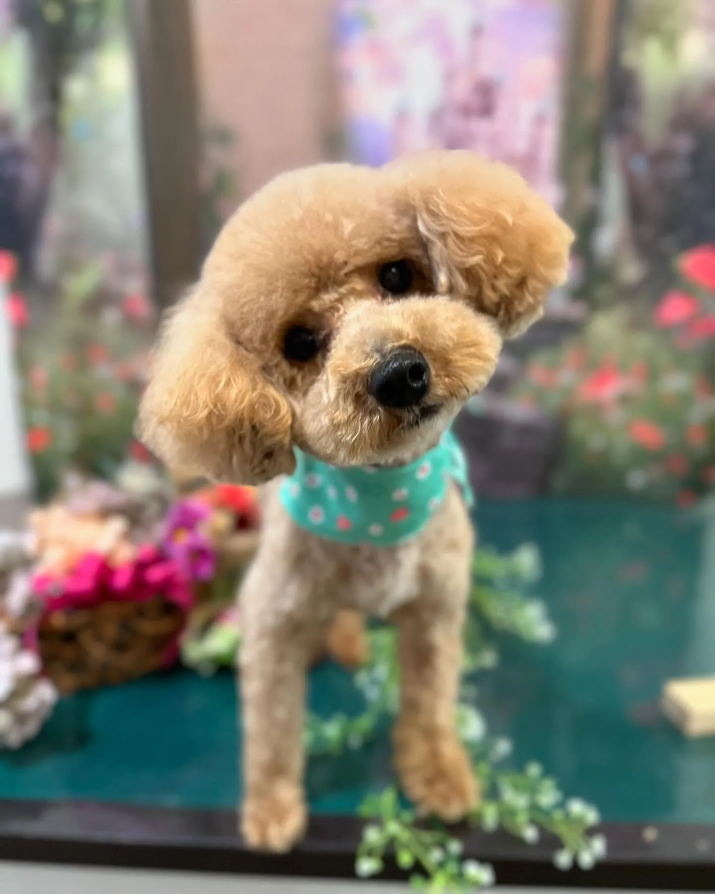 先月アップしきれなかったトリミングわんこさんたち✨✂️