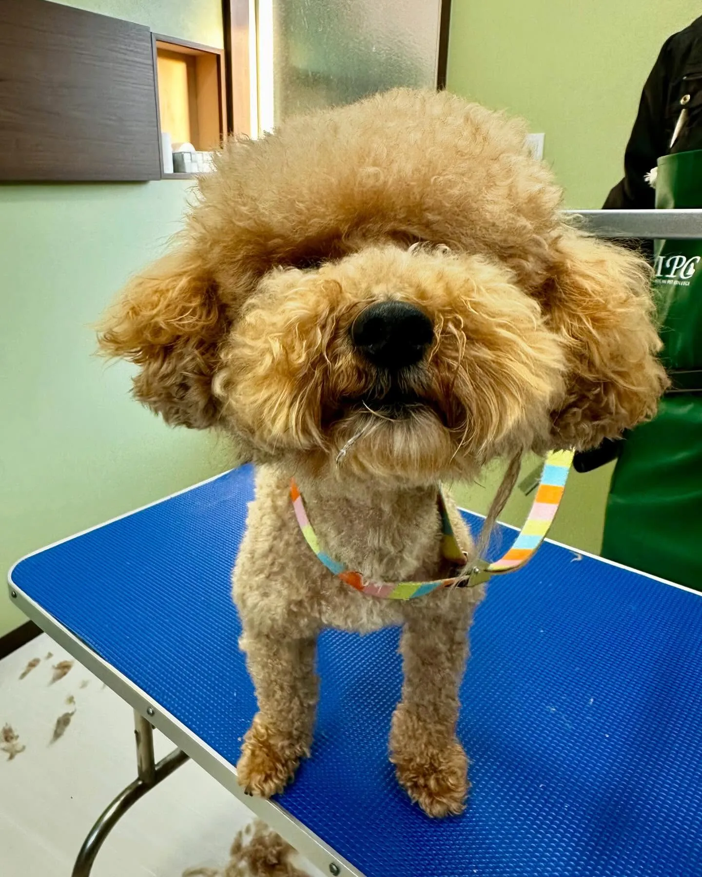 先月アップしきれなかったトリミングわんこさんたち✨✂️