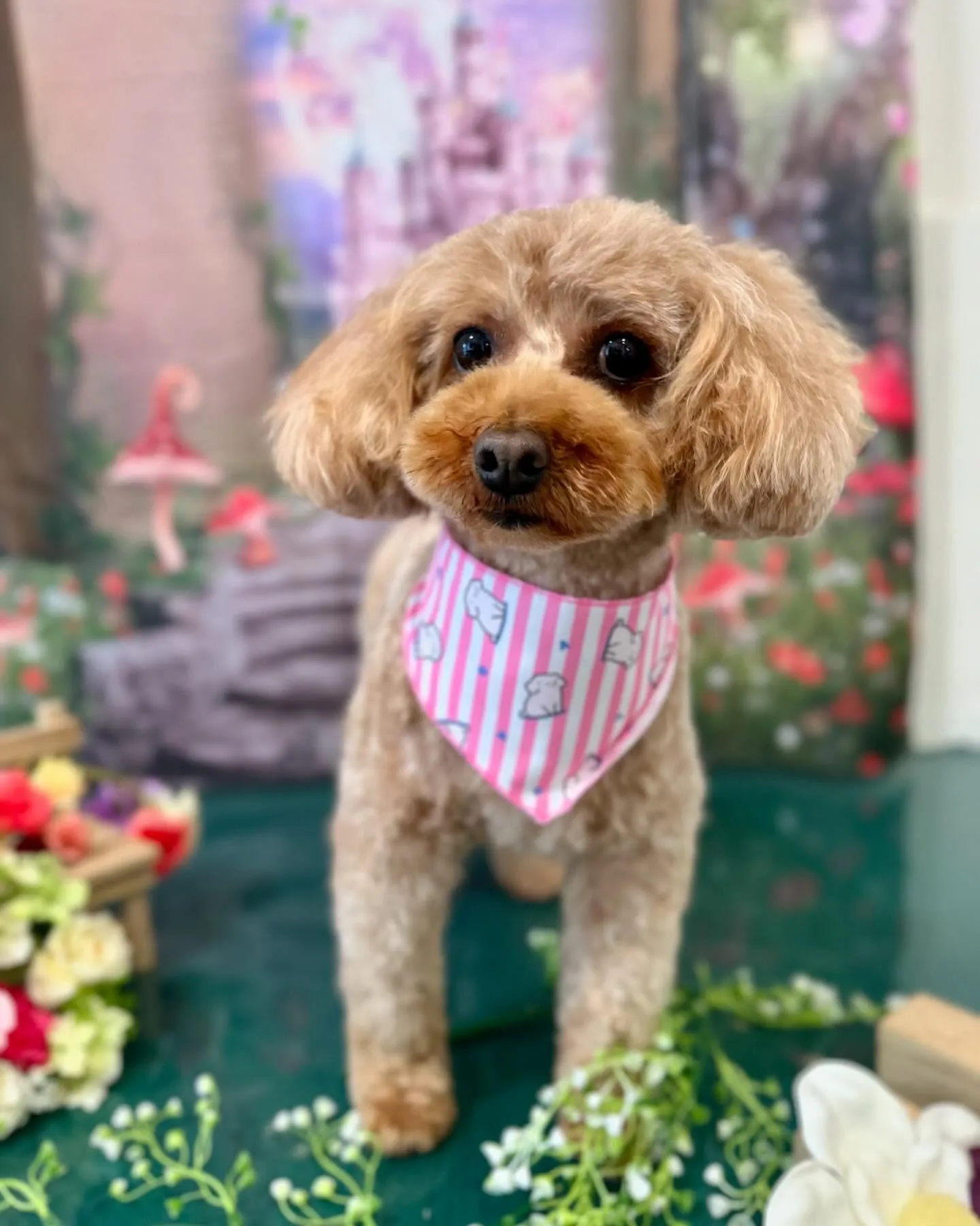 先月アップしきれなかったトリミングわんこさんたち✨✂️