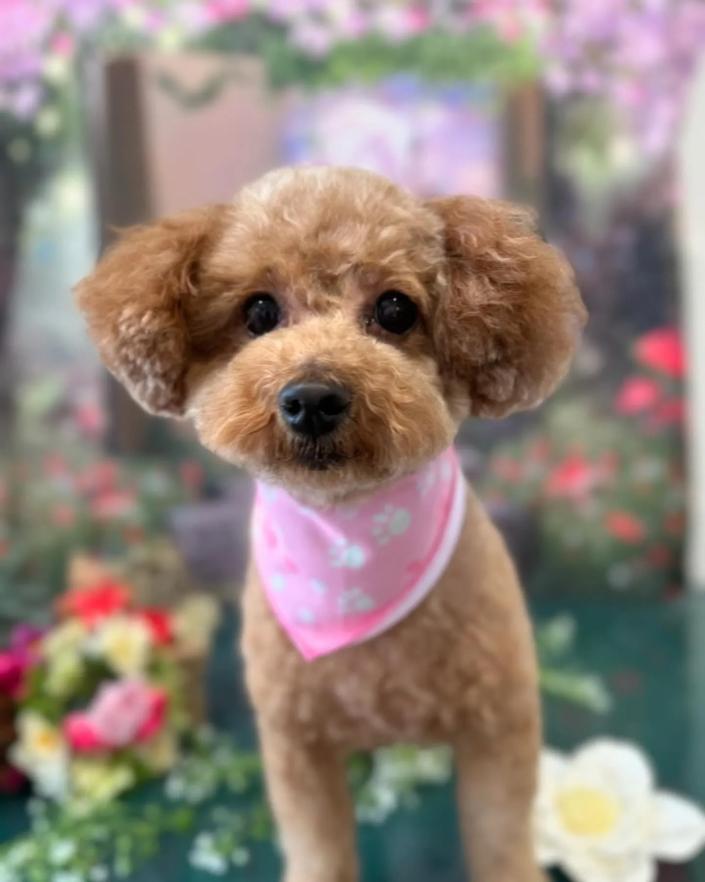 先月アップしきれなかったトリミングわんこさんたち✨✂️