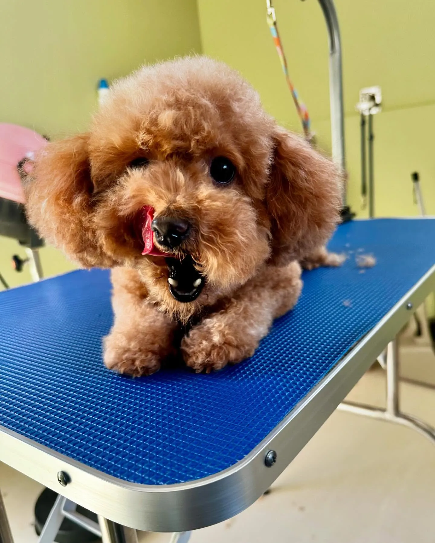 先月アップしきれなかったトリミングわんこさんたち✨✂️