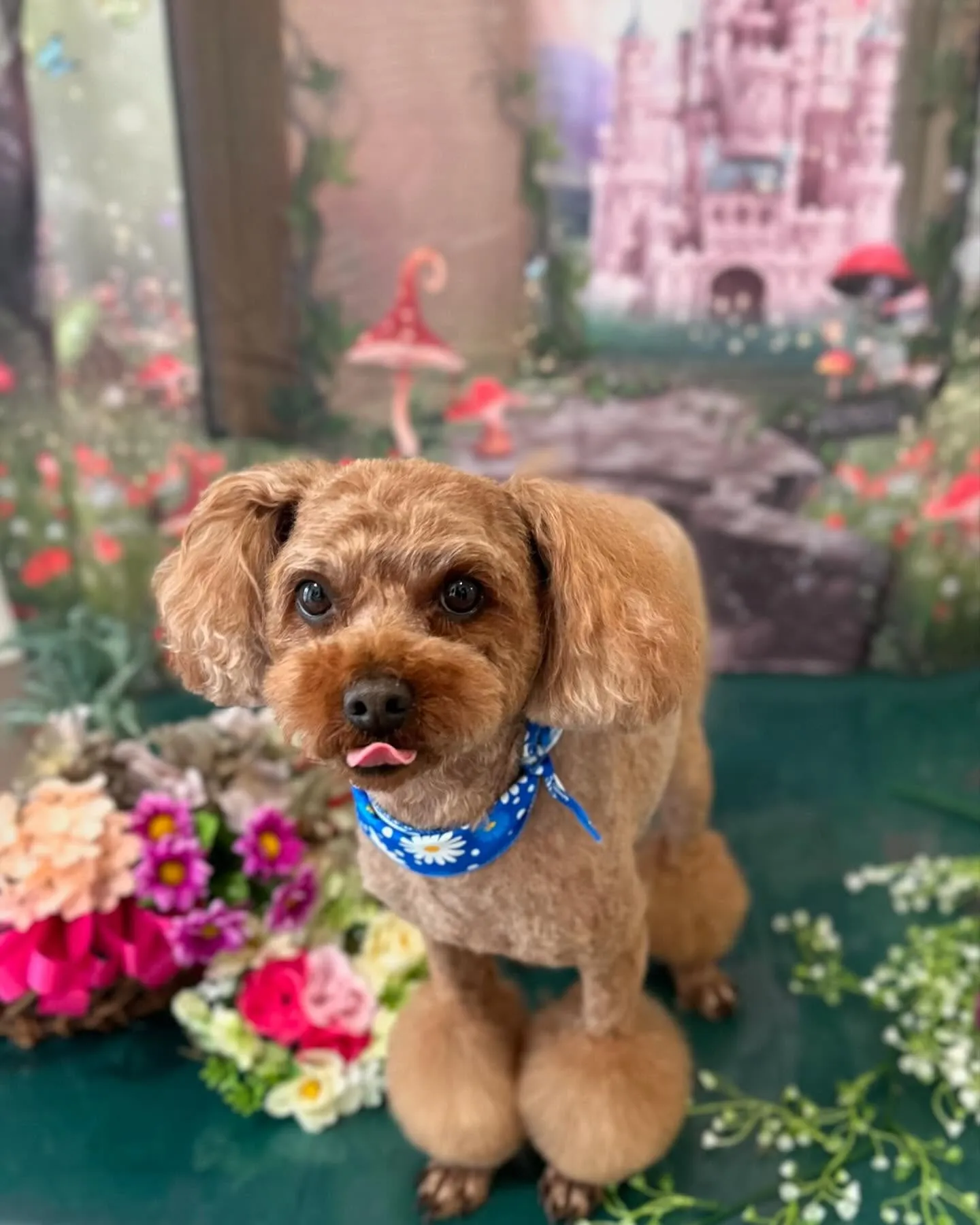 先月アップしきれなかったトリミングわんこさんたち✨✂️