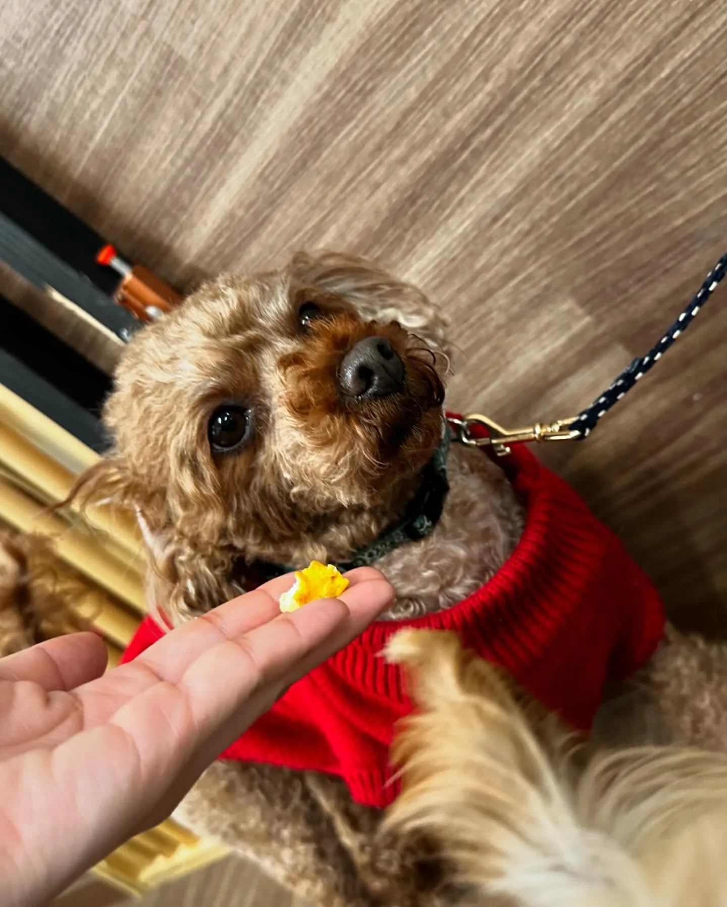 先月アップしきれなかったトリミングわんこさんたち✨✂️