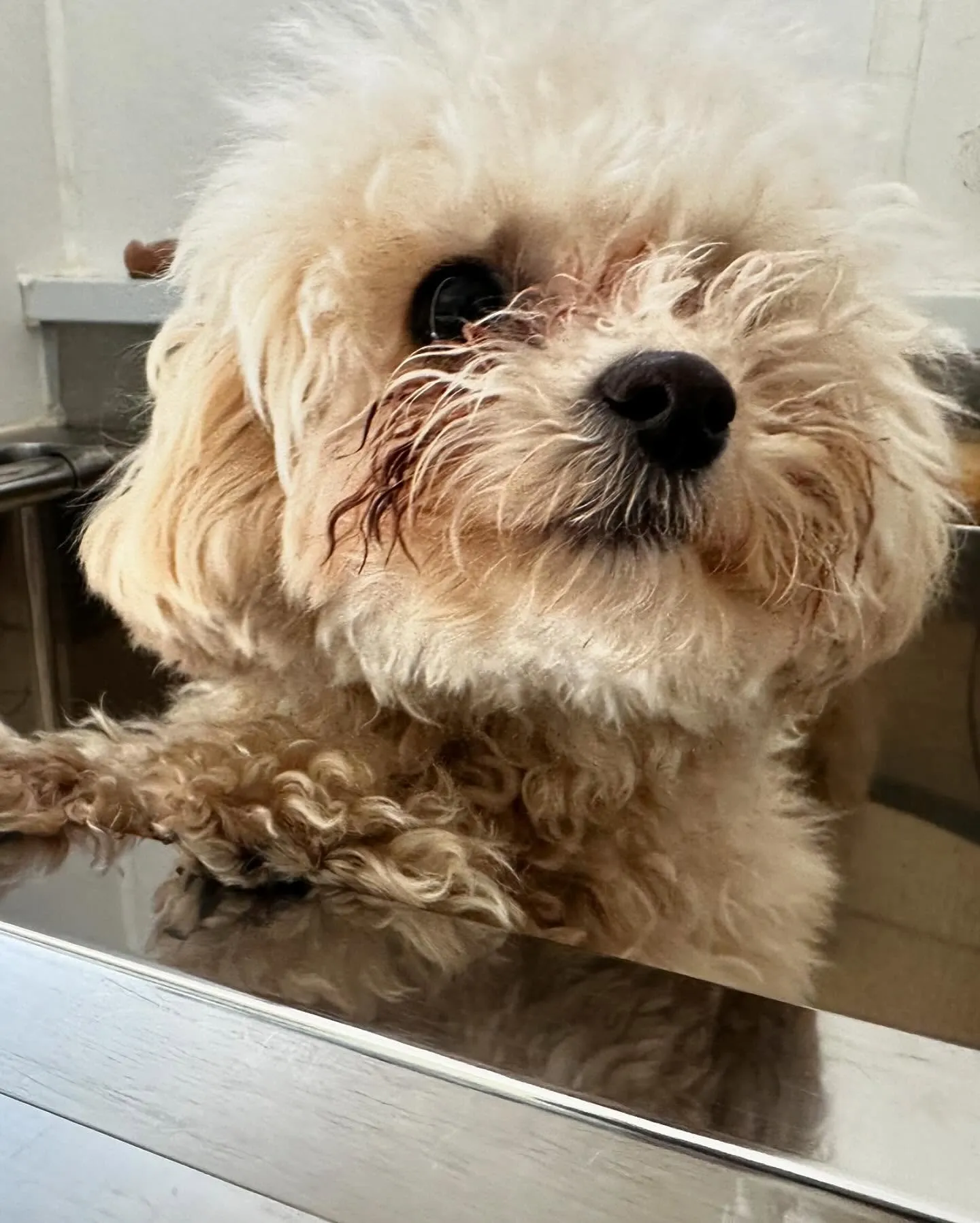 先月のトリミングわんこさんたち🐾