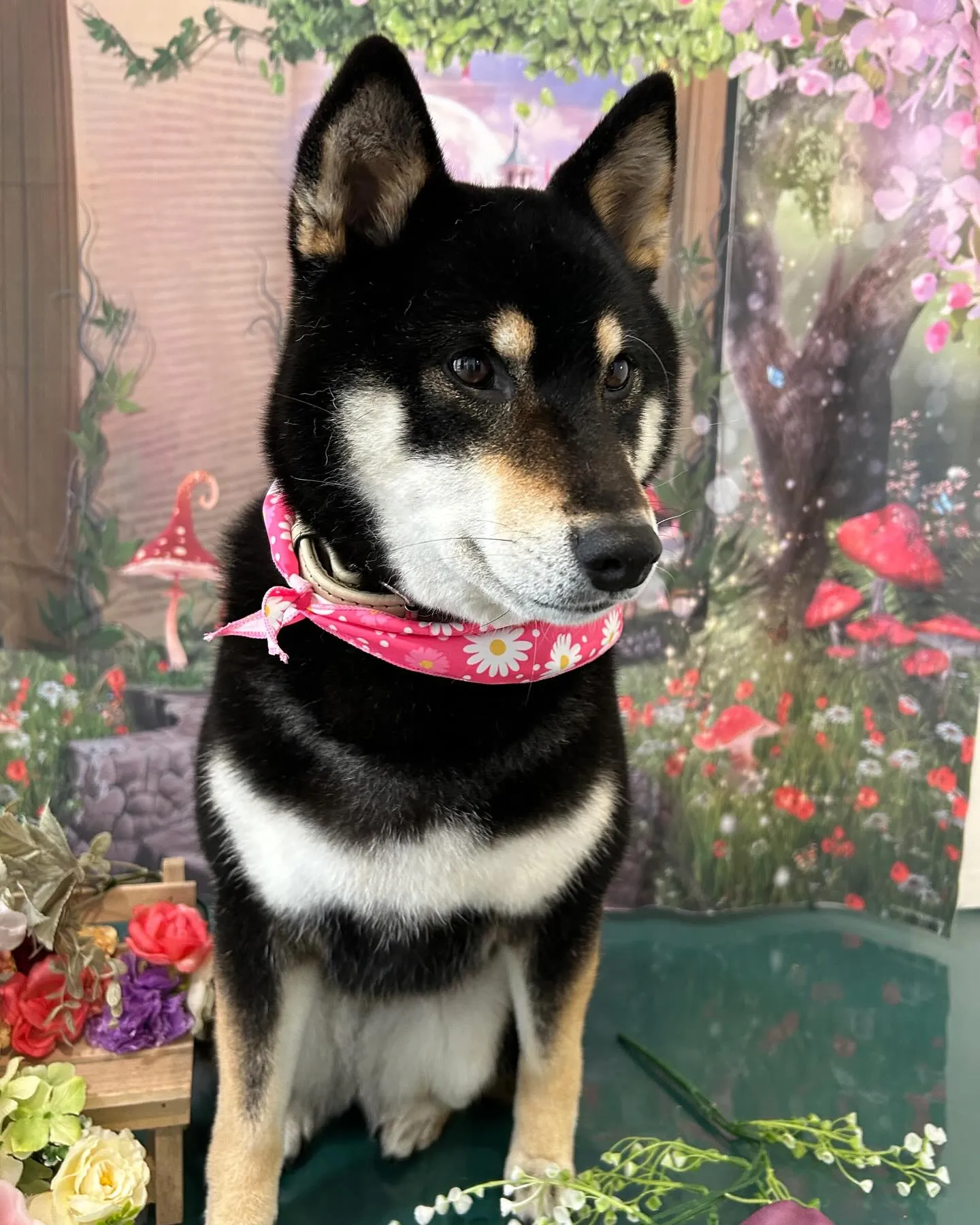 先月のトリミングわんこさんたち🐾