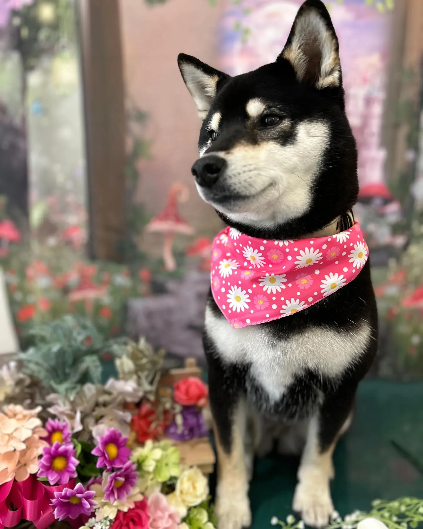 先月のトリミングわんこさんたち🐾