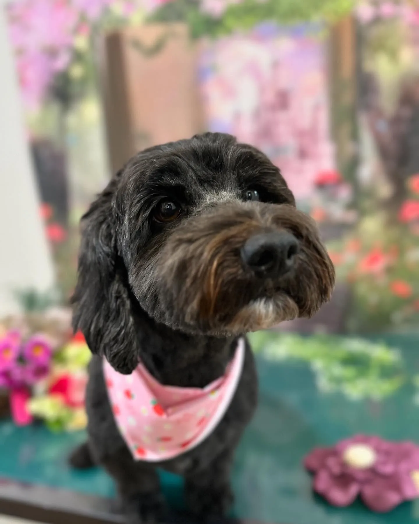 先月のトリミングわんこさんたち🐾