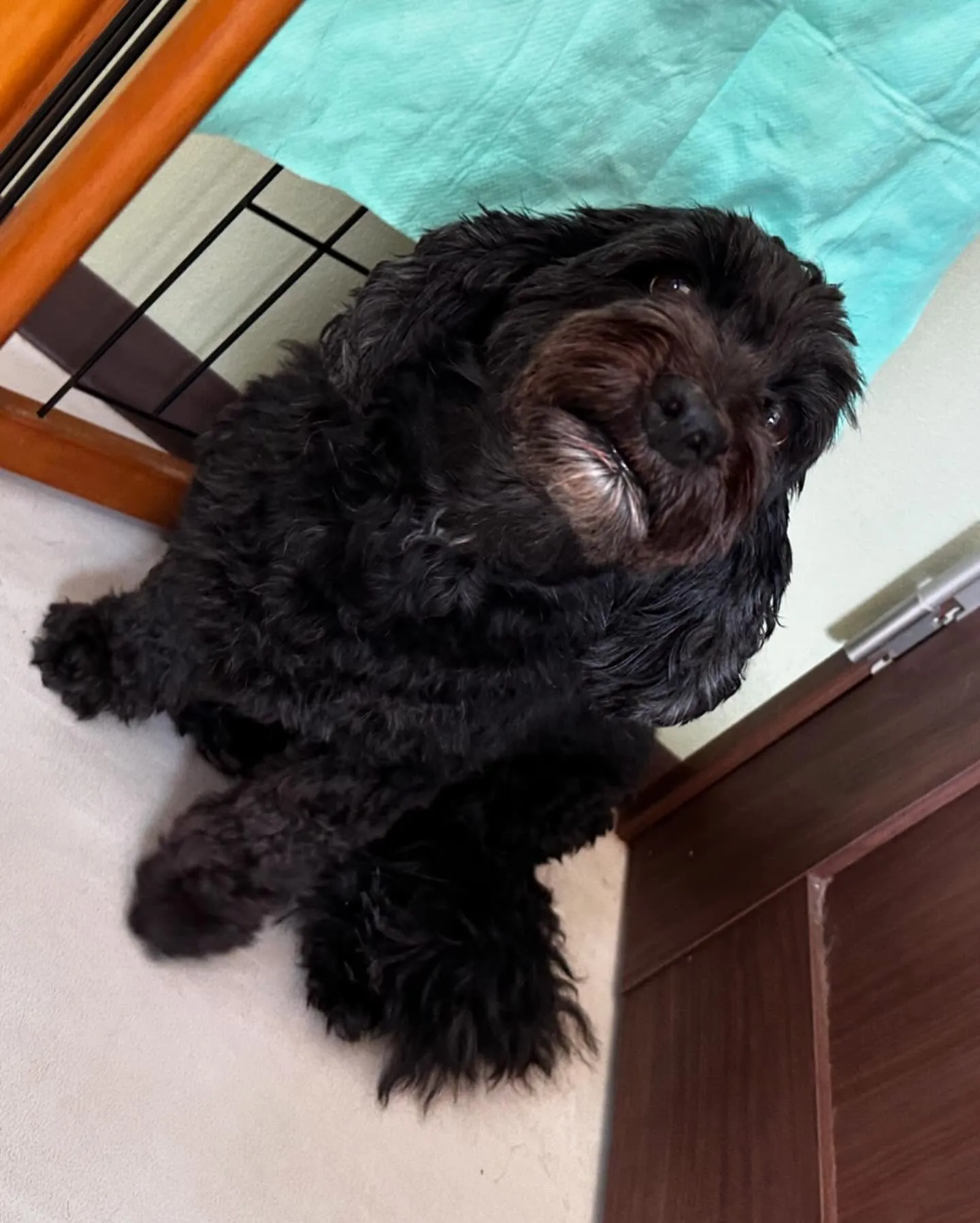 先月のトリミングわんこさんたち🐾