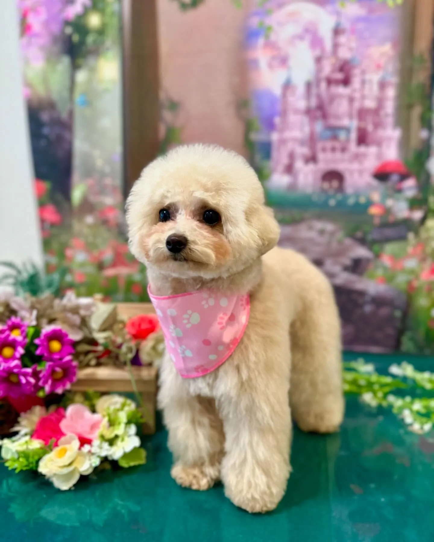 先月のトリミングわんこさんたち🐾