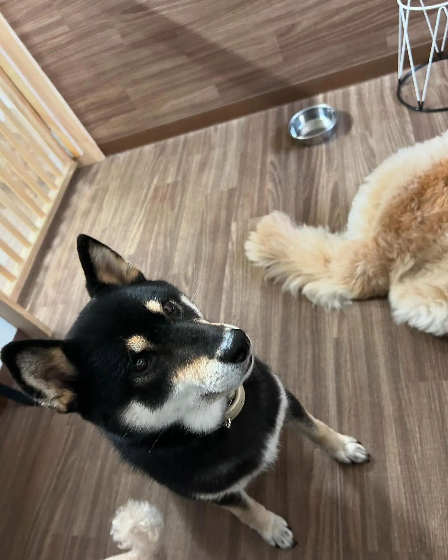 先月のトリミングわんこさんたち🐾