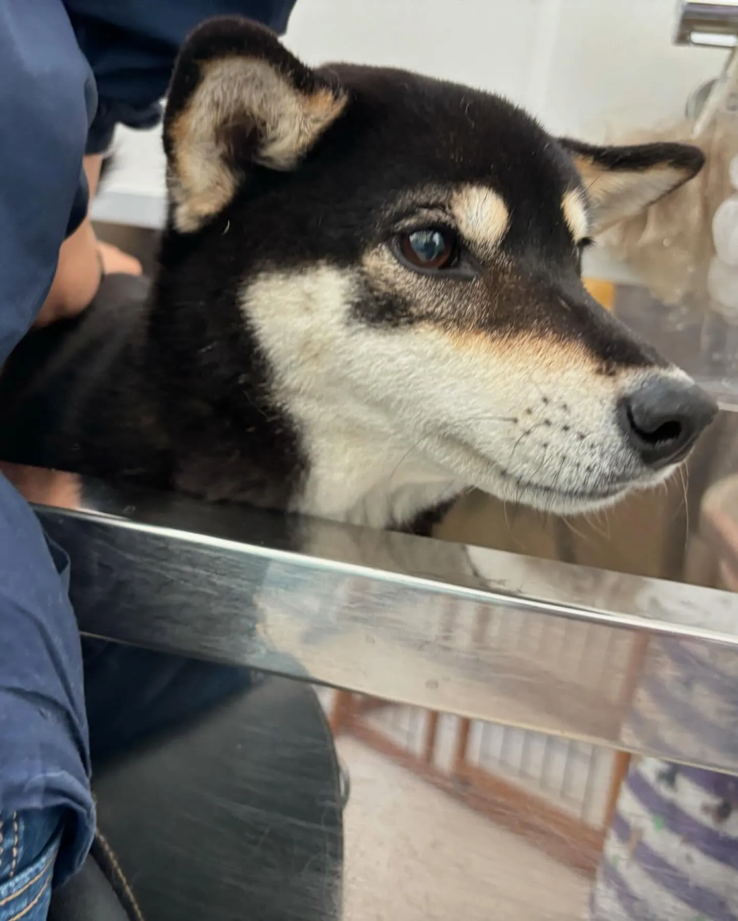 先月のトリミングわんこさんたち🐾