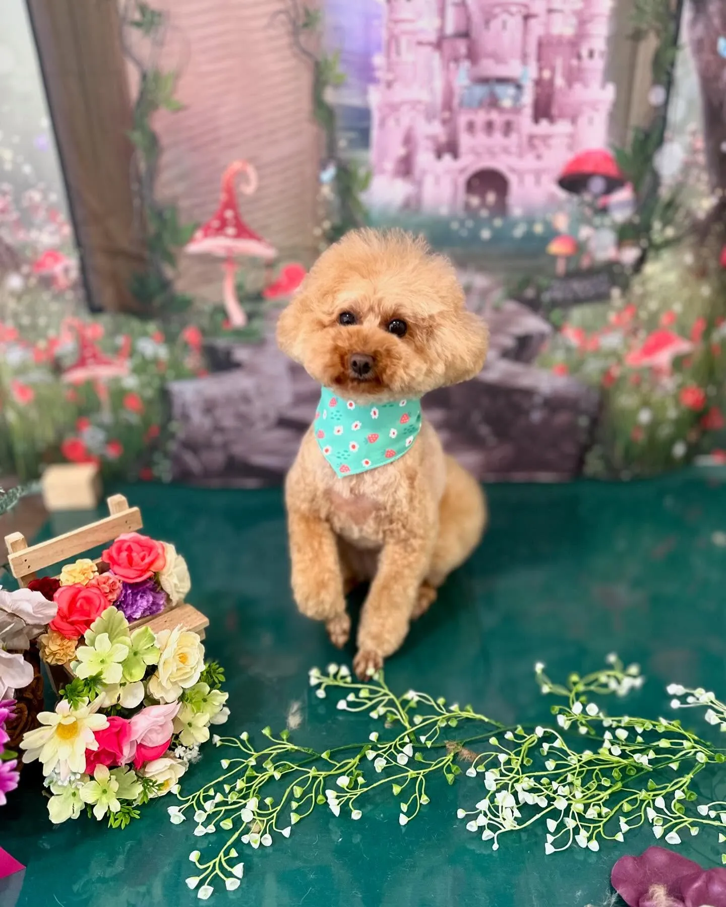 先月のトリミングわんこさんたち🐾