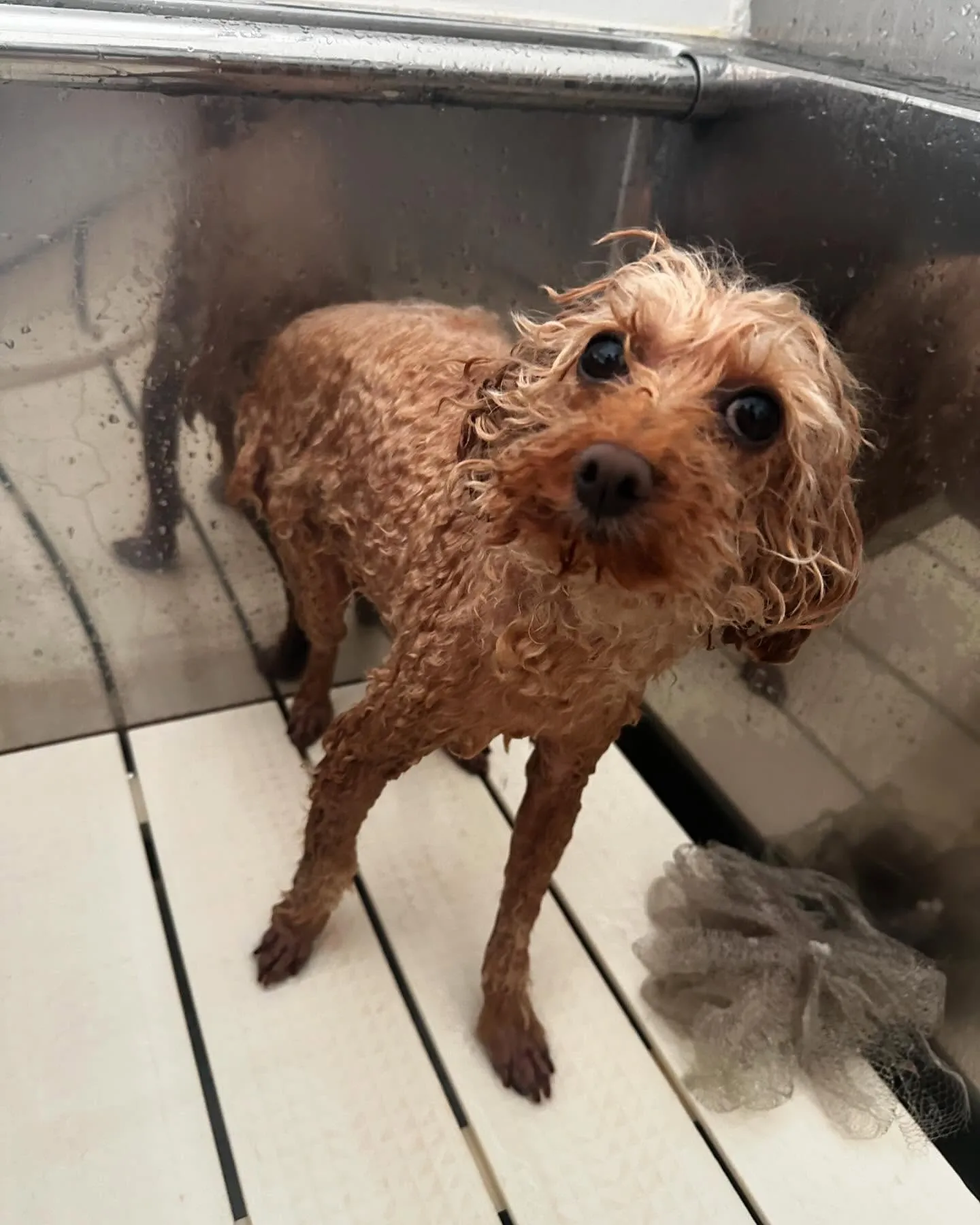 先月のトリミングわんこさんたち🐾