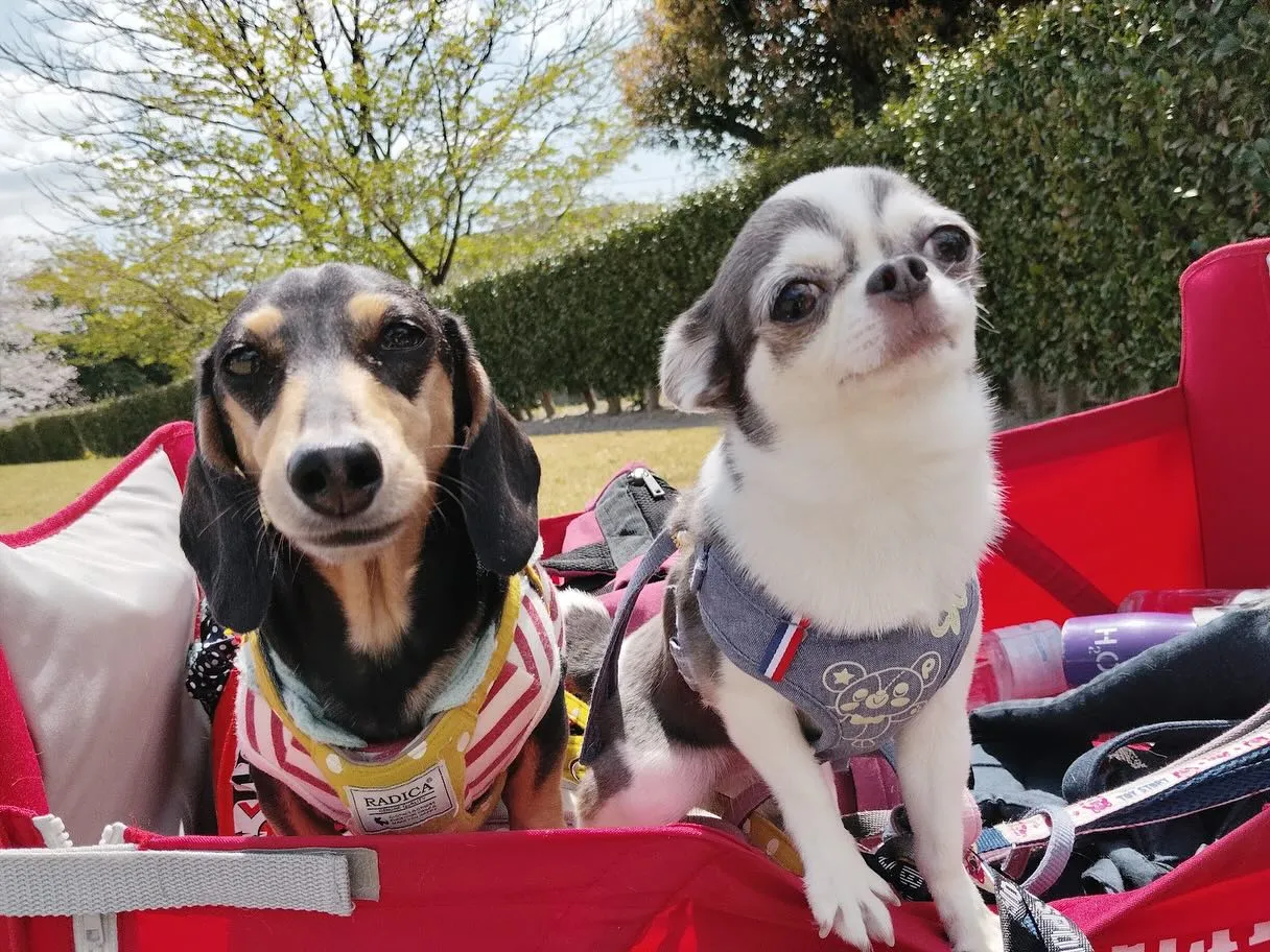 先日開催した春の遠足イベント(1日目)の写真です📸