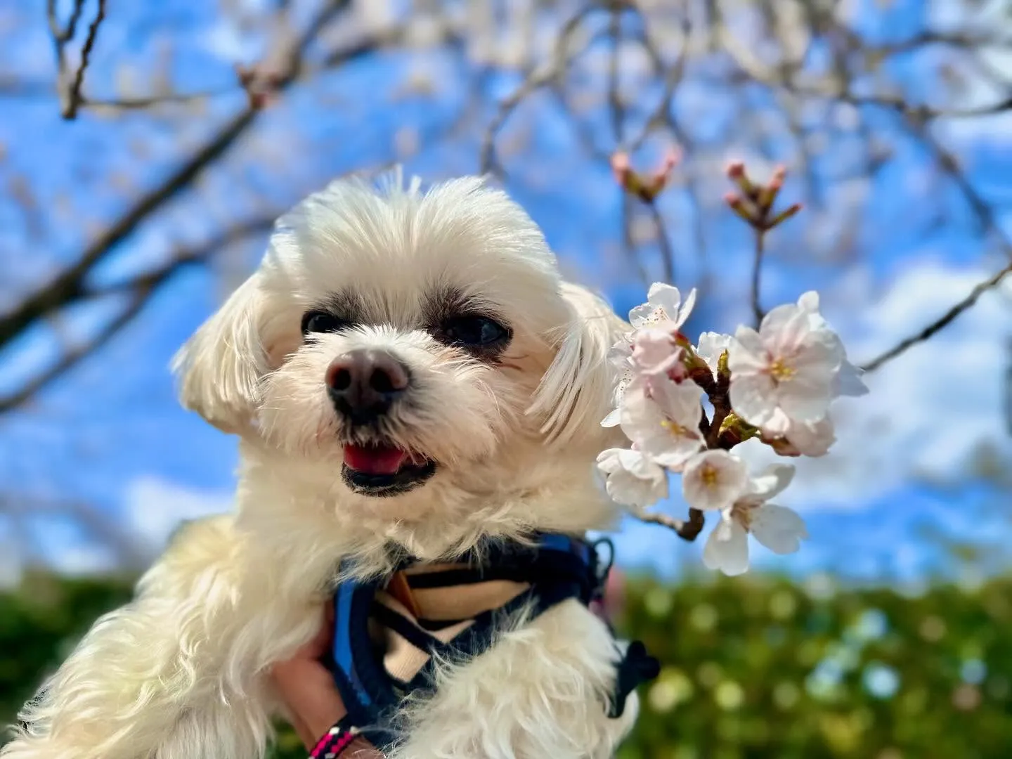 先日開催した春の遠足イベント(1日目)の写真です📸