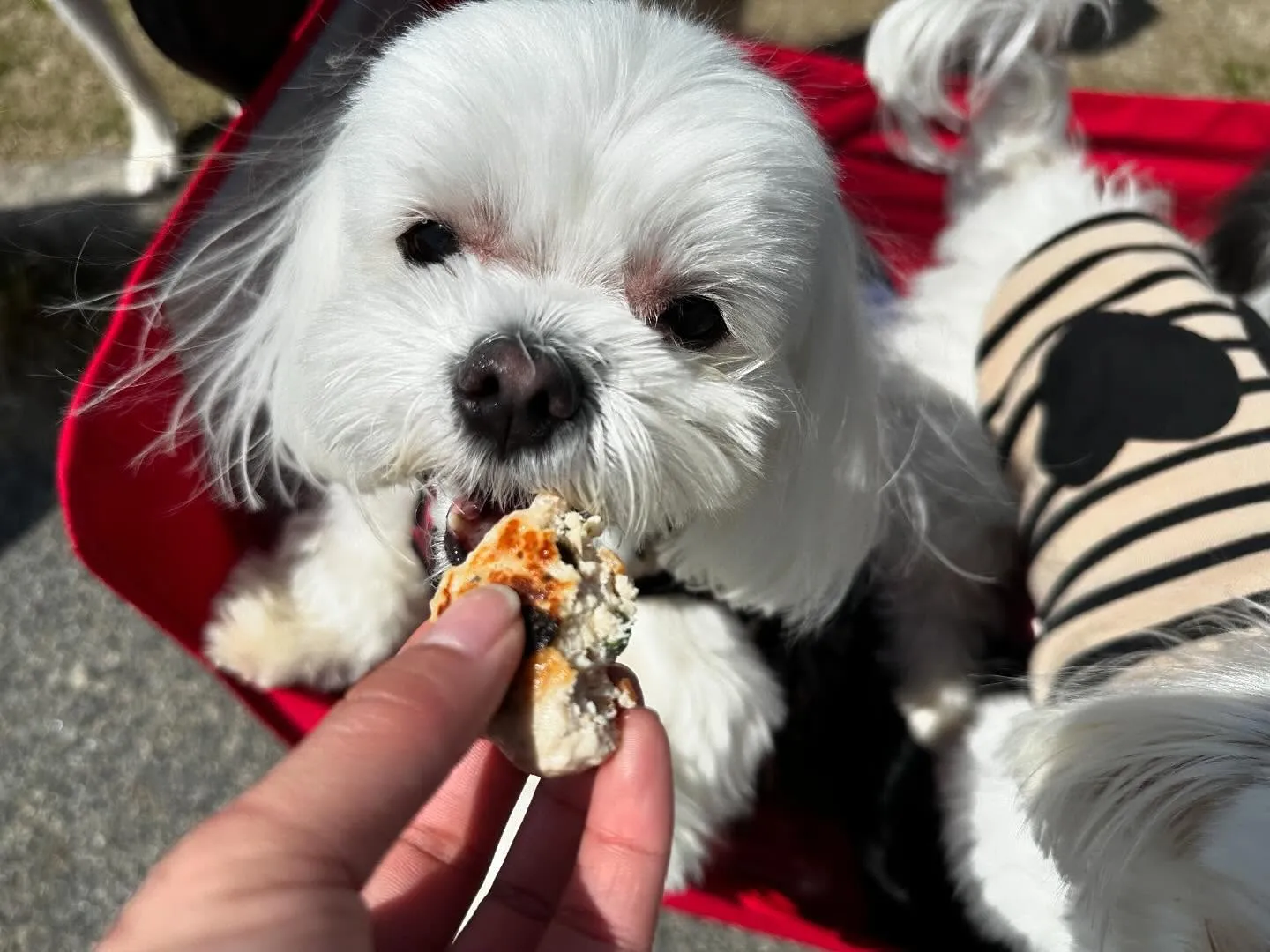先日開催した春の遠足イベント(1日目)の写真です📸