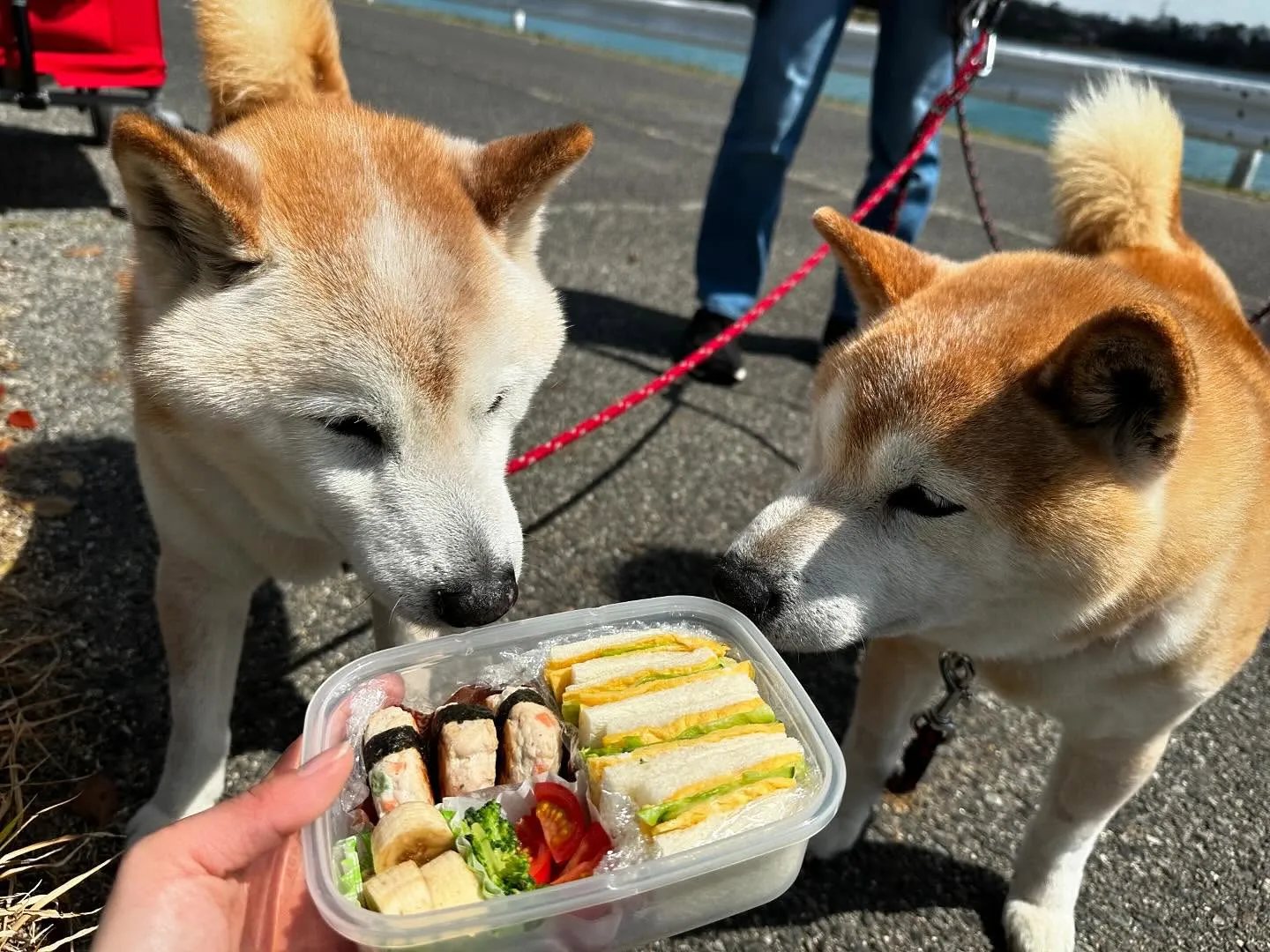 先日開催した春の遠足イベント(1日目)の写真です📸