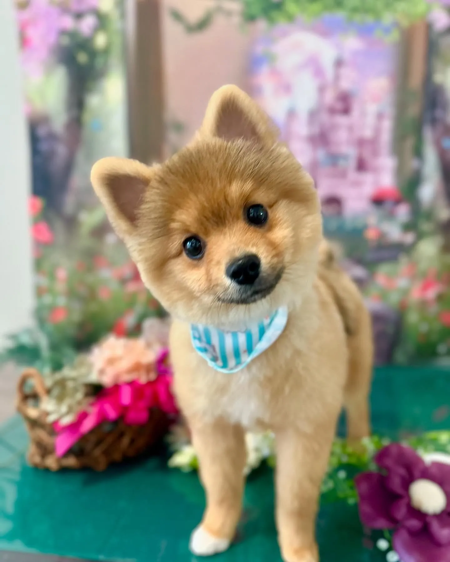 先月のトリミングわんこさんラスト投稿です❣️