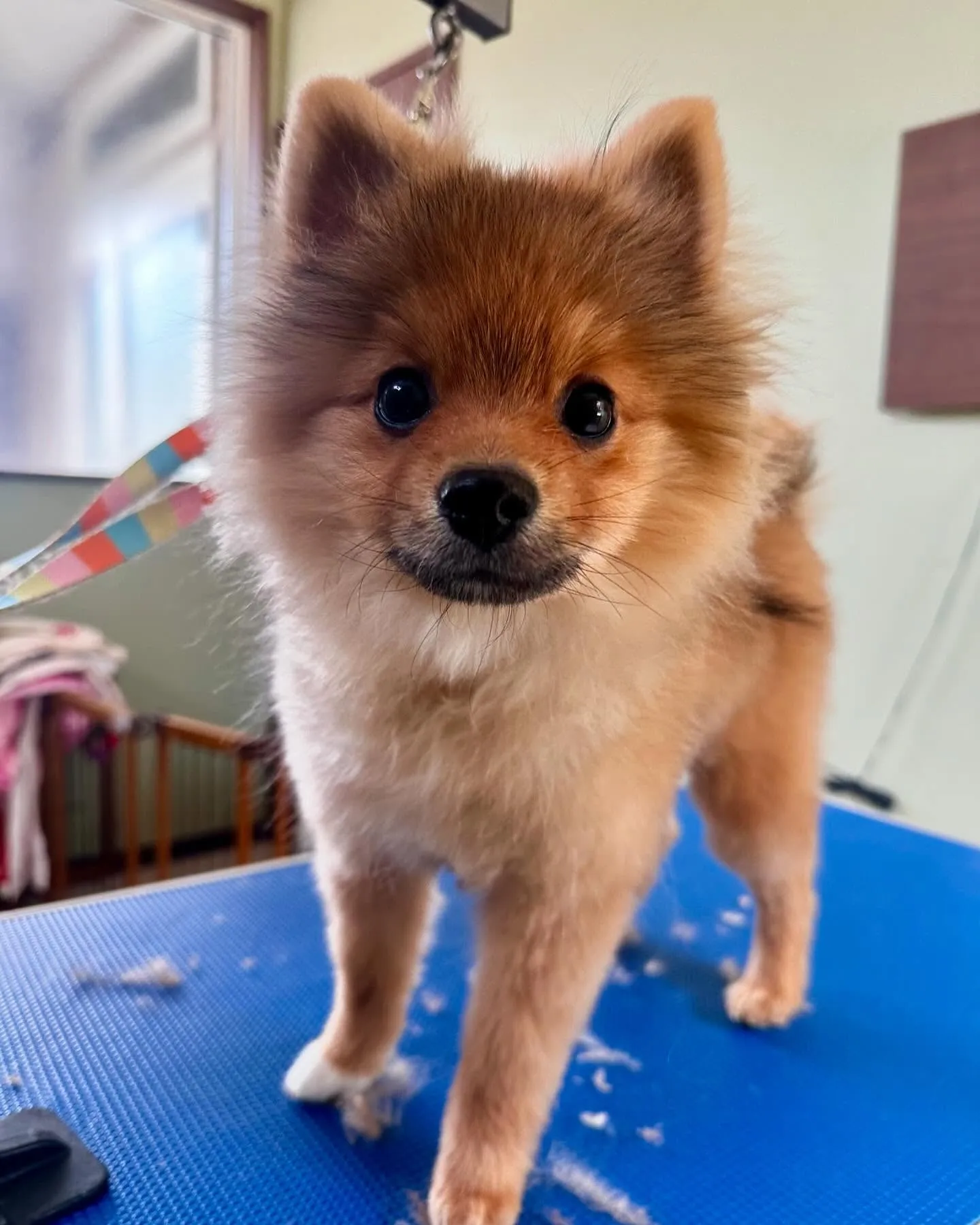 先月のトリミングわんこさんラスト投稿です❣️