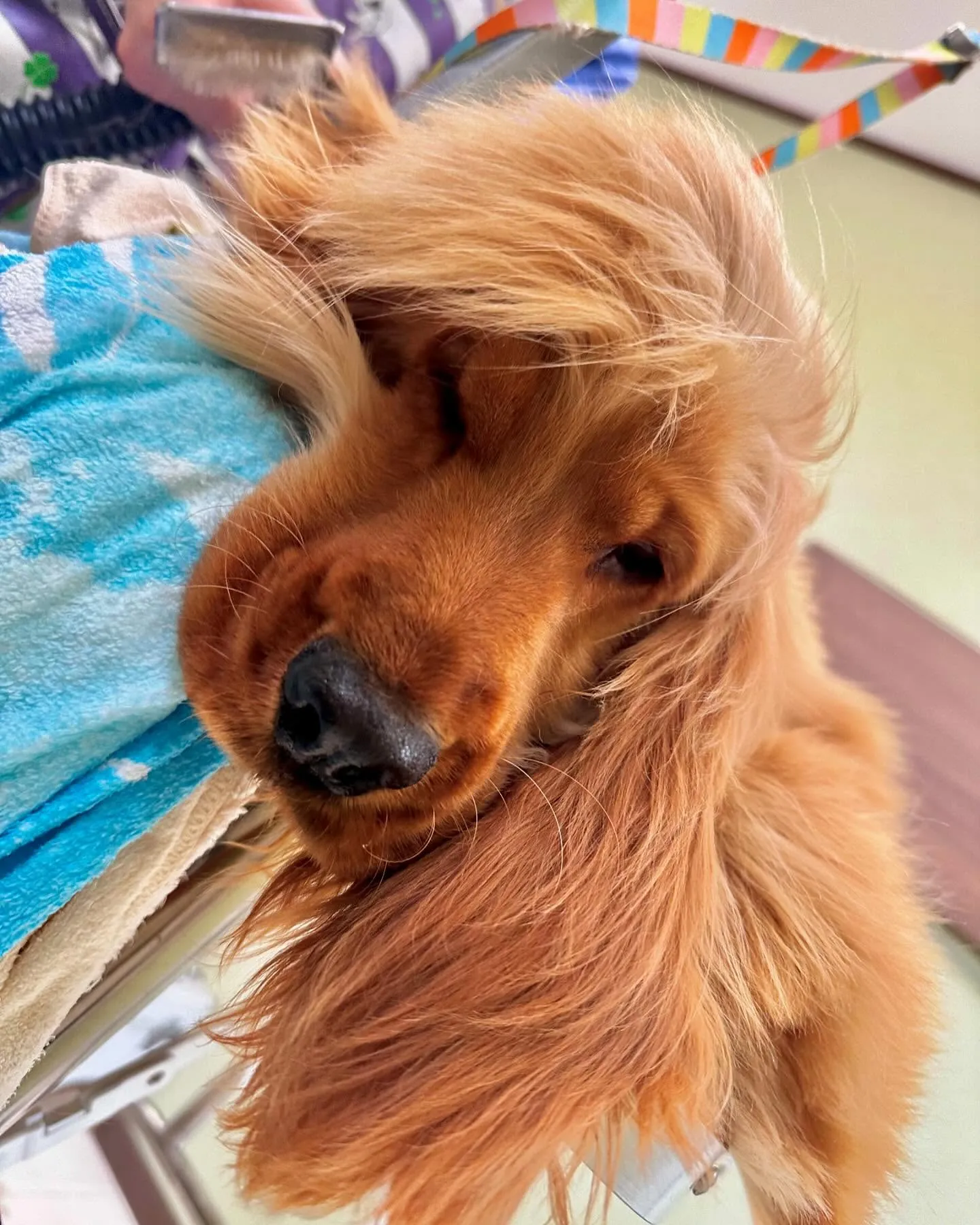 先月のトリミングわんこさんラスト投稿です❣️