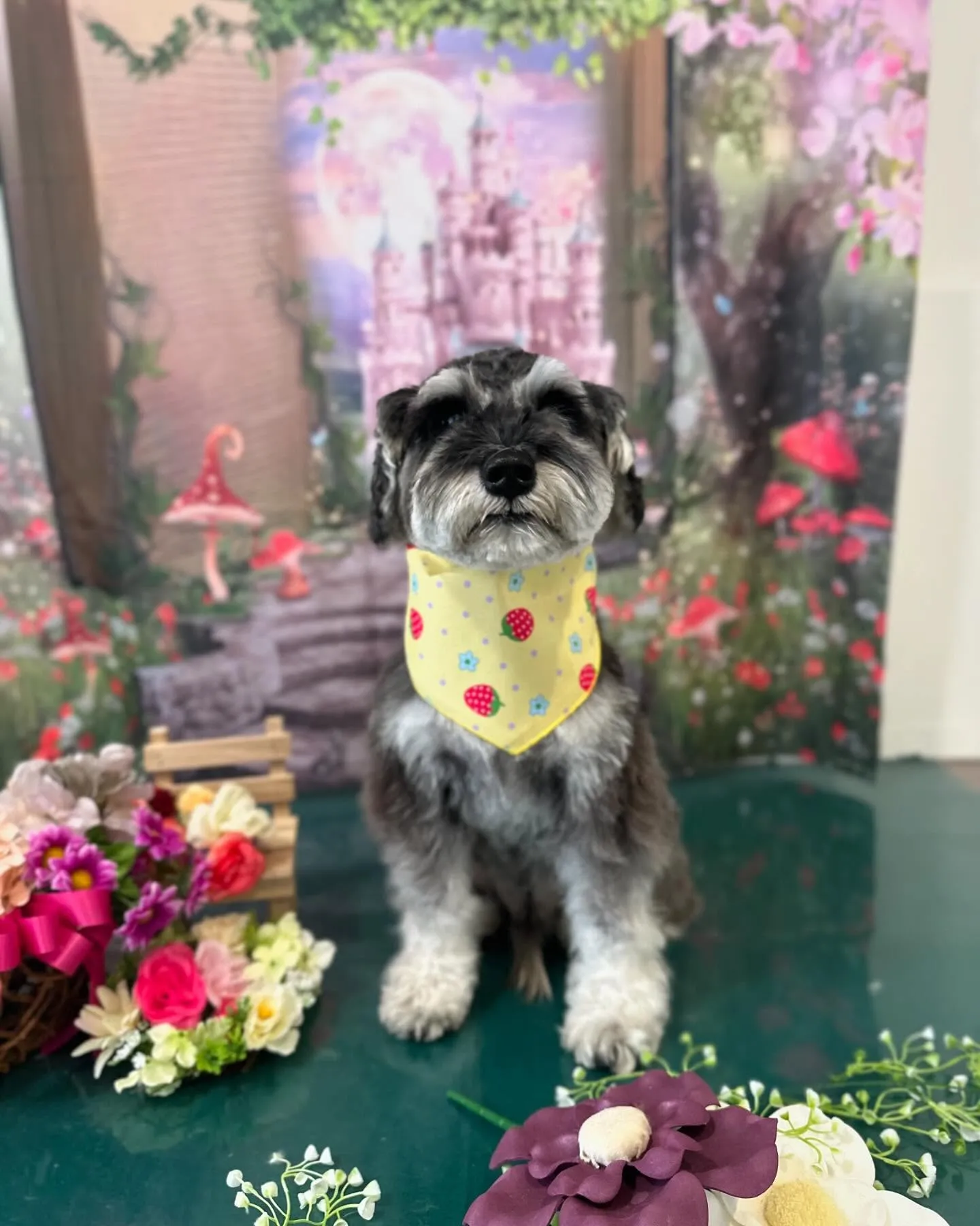 先月のトリミングわんこさんラスト投稿です❣️