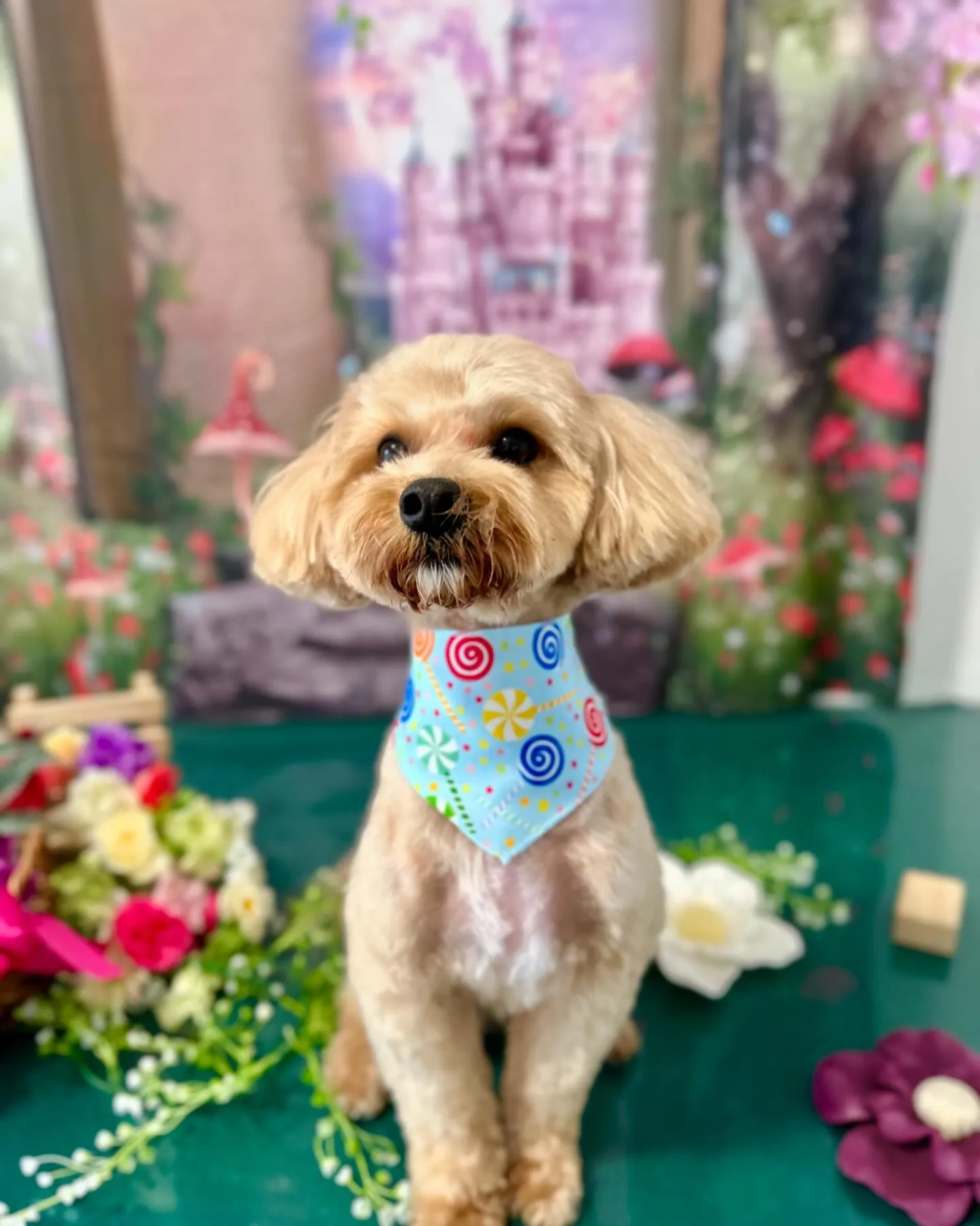 先月のトリミングわんこさんラスト投稿です❣️