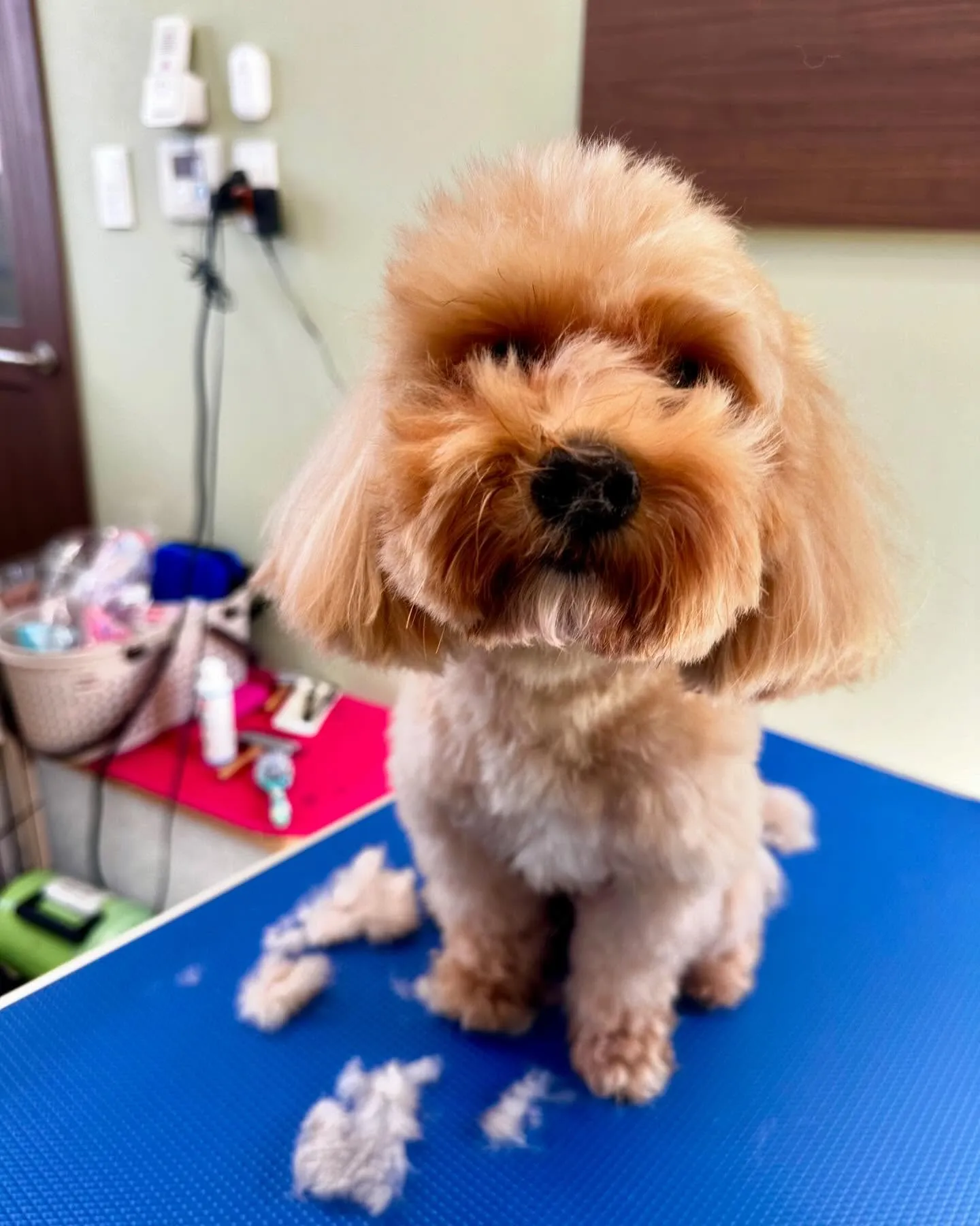 先月のトリミングわんこさんラスト投稿です❣️