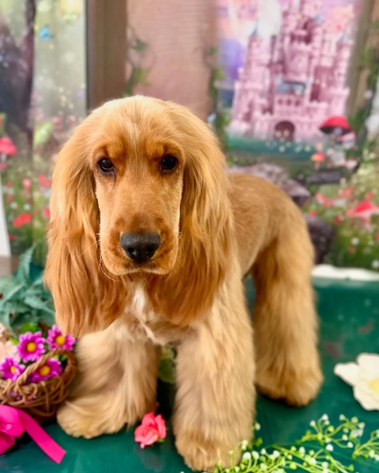 先月のトリミングわんこさんラスト投稿です❣️