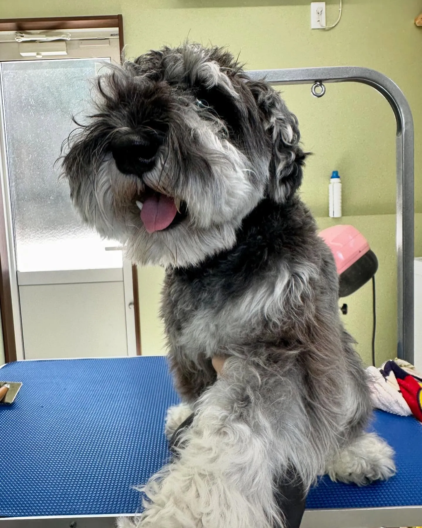 先月のトリミングわんこさんラスト投稿です❣️