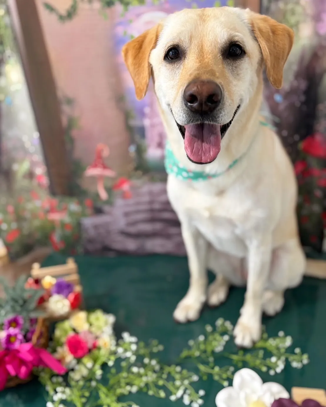 先月のトリミングわんこさんラスト投稿です❣️