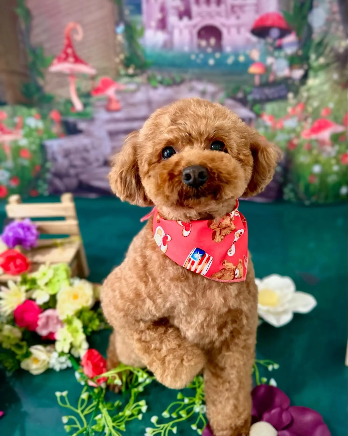 先月のトリミングわんこさんラスト投稿です❣️